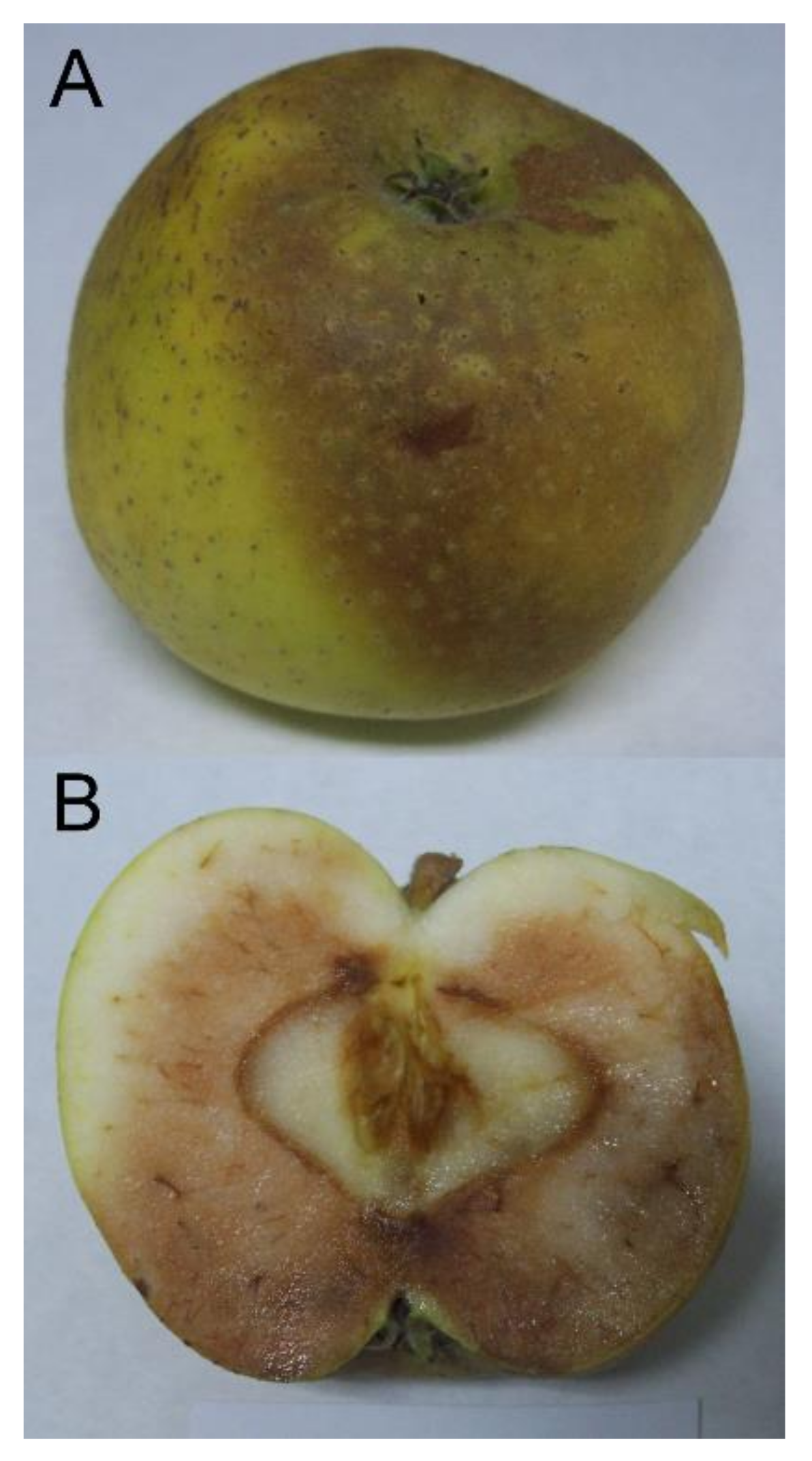 Horticulturae 08 00086 g001