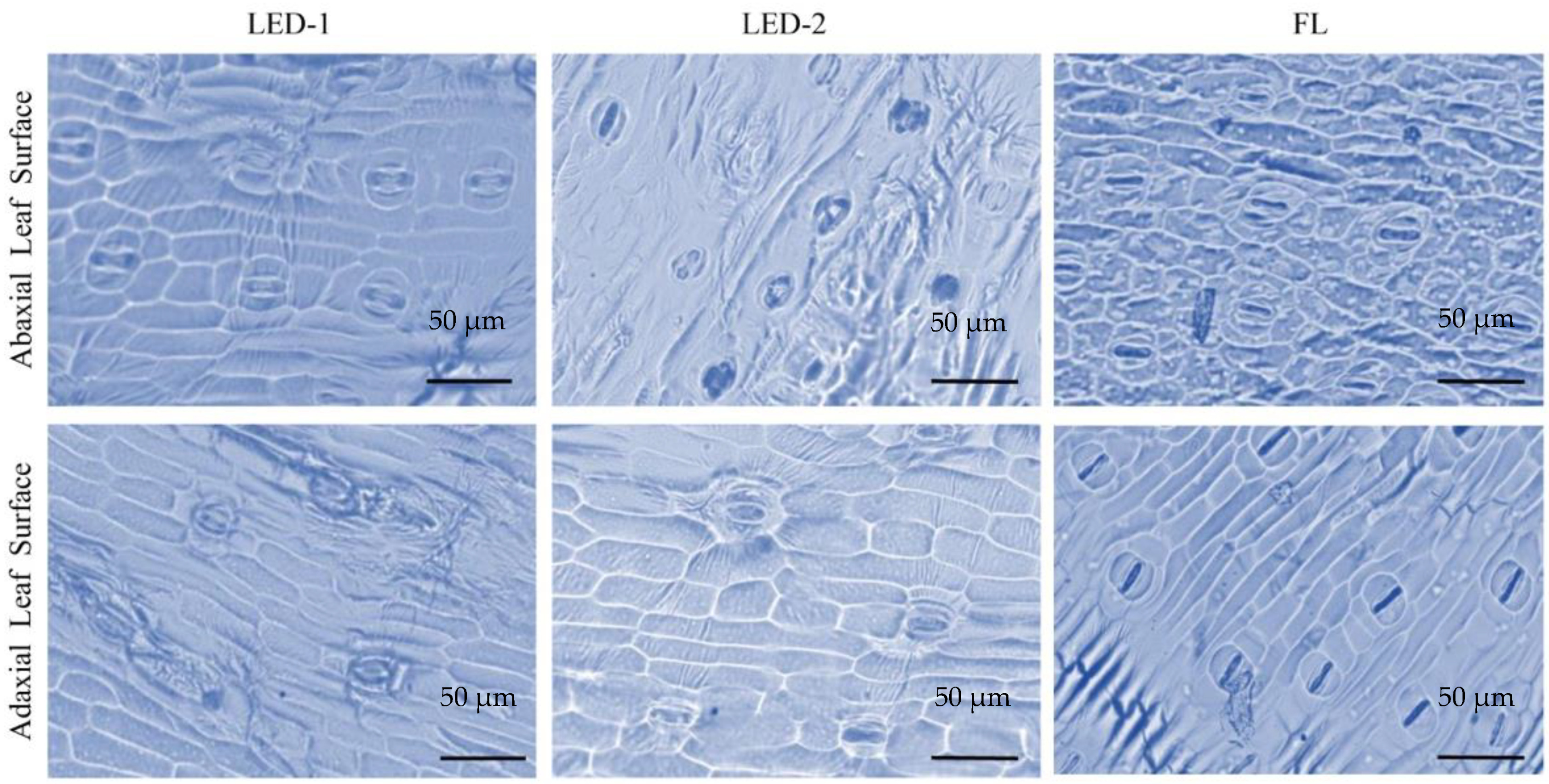 Horticulturae 08 00092 g003 550