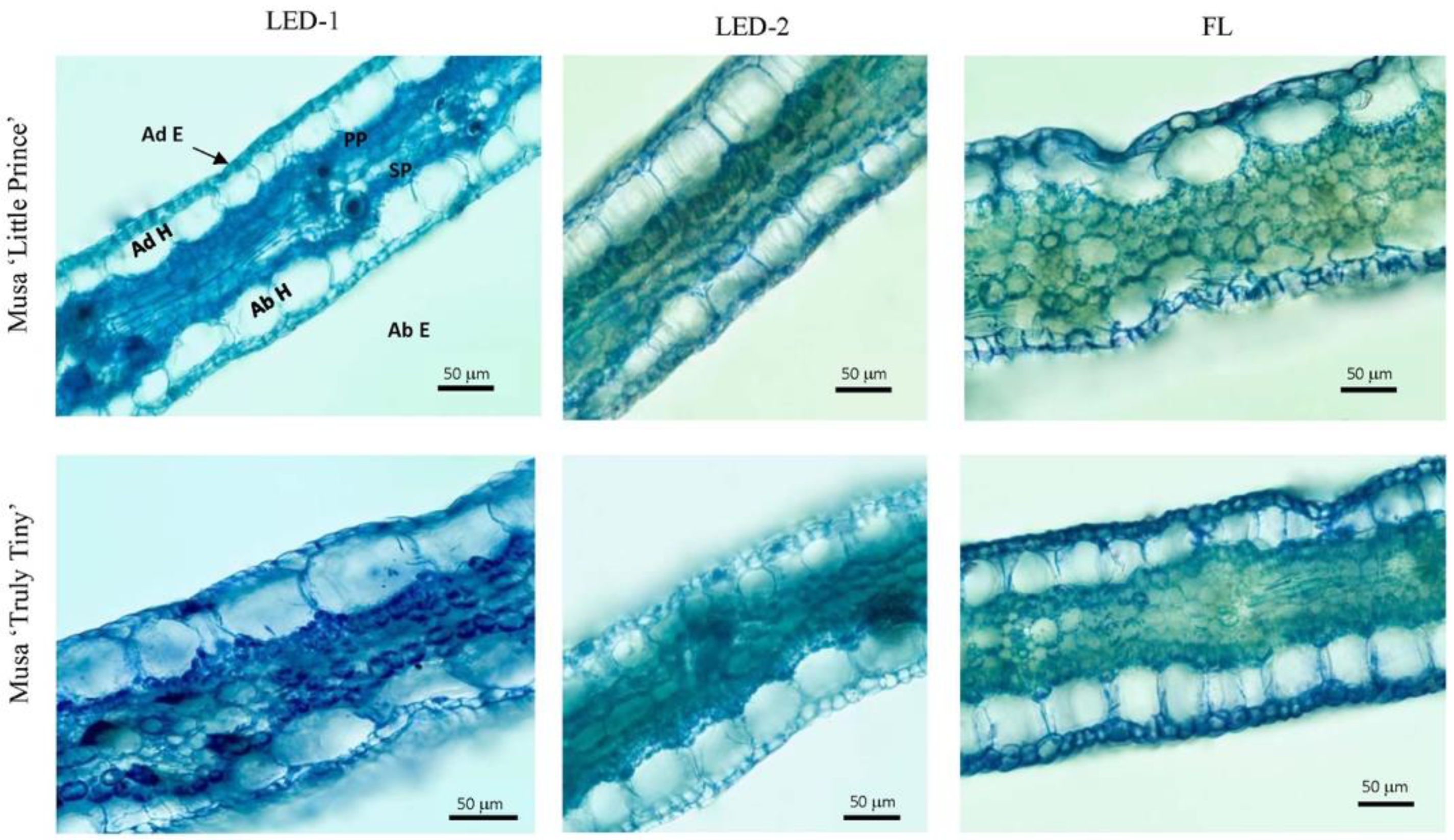 Horticulturae 08 00092 g004 550