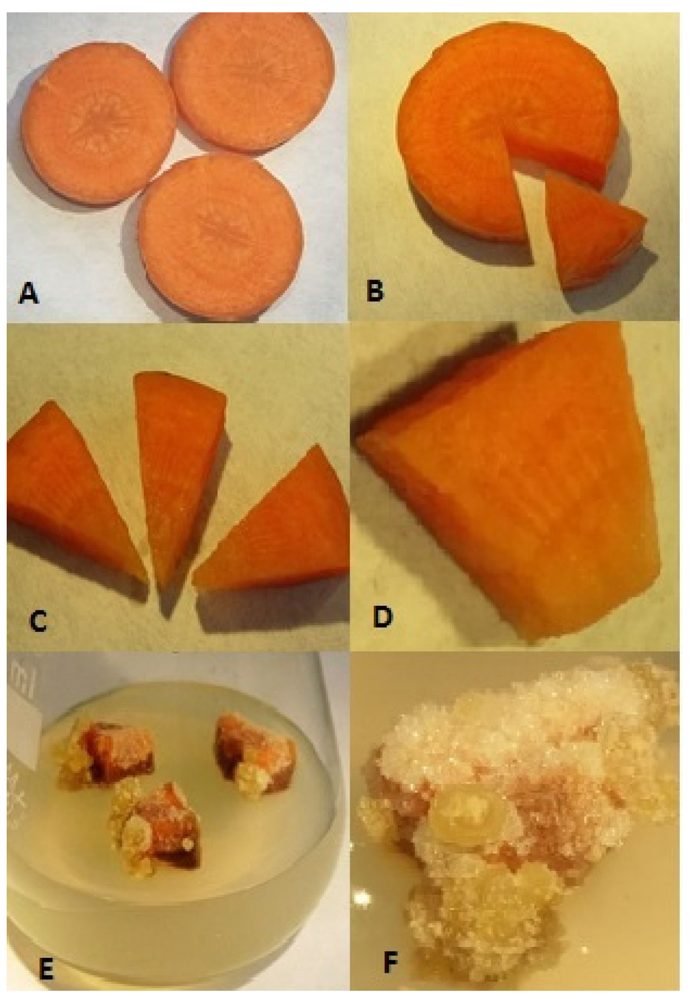 Horticulturae 08 00100 g001