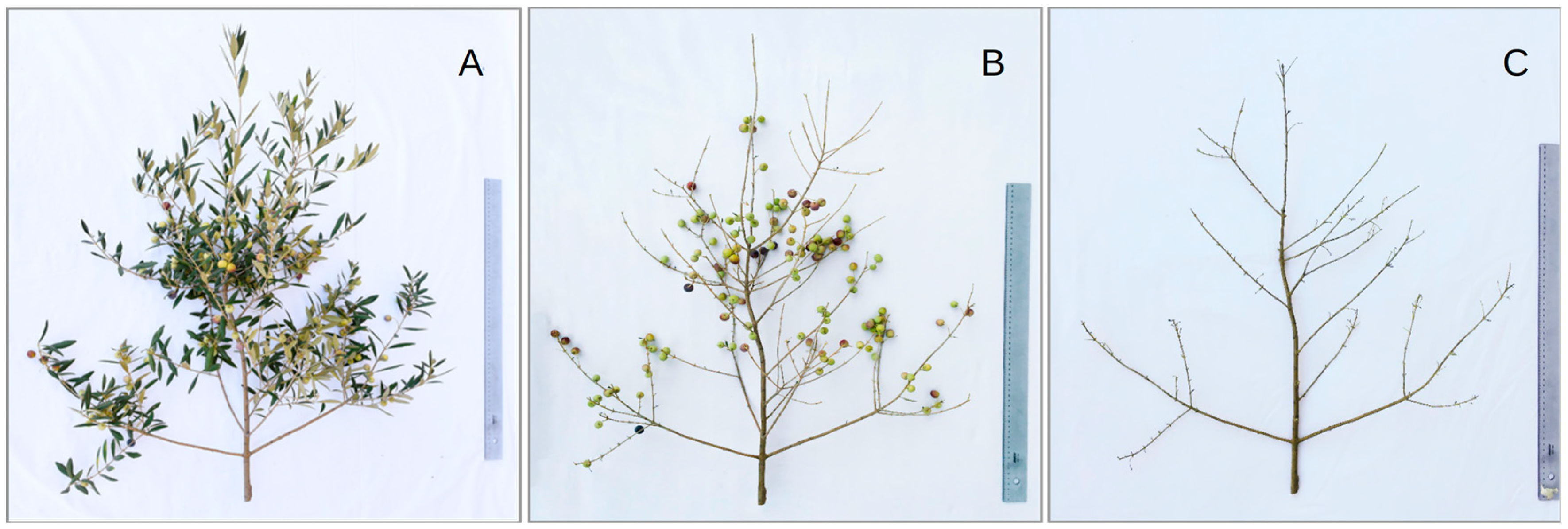 Horticulturae 08 00109 g001