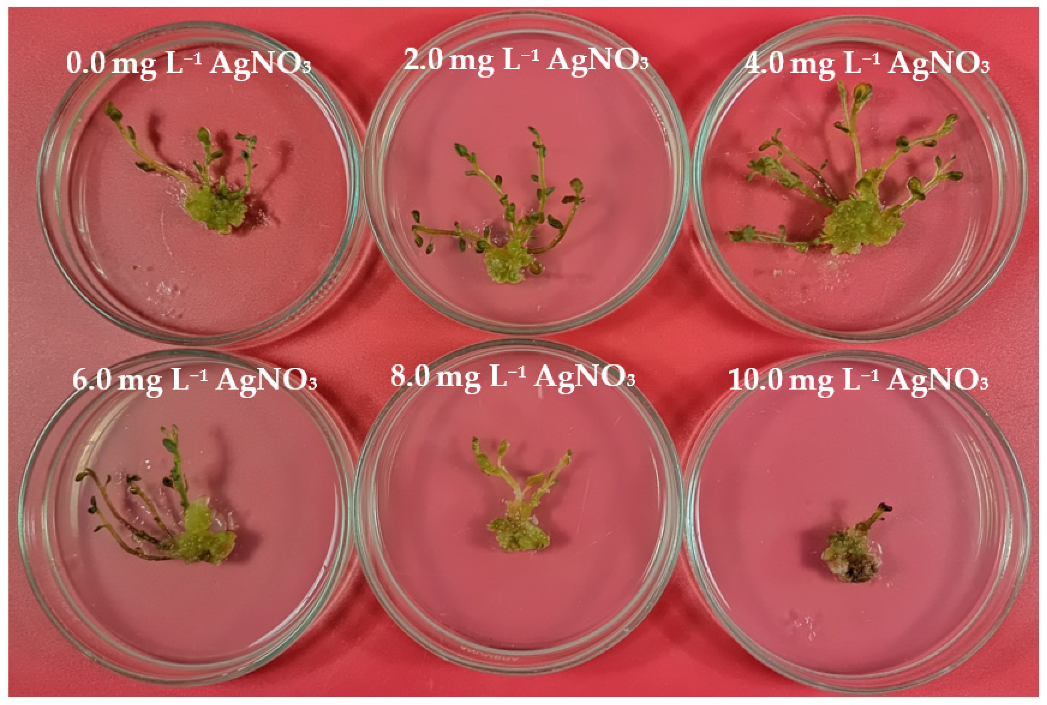 Horticulturae 08 00113 g003