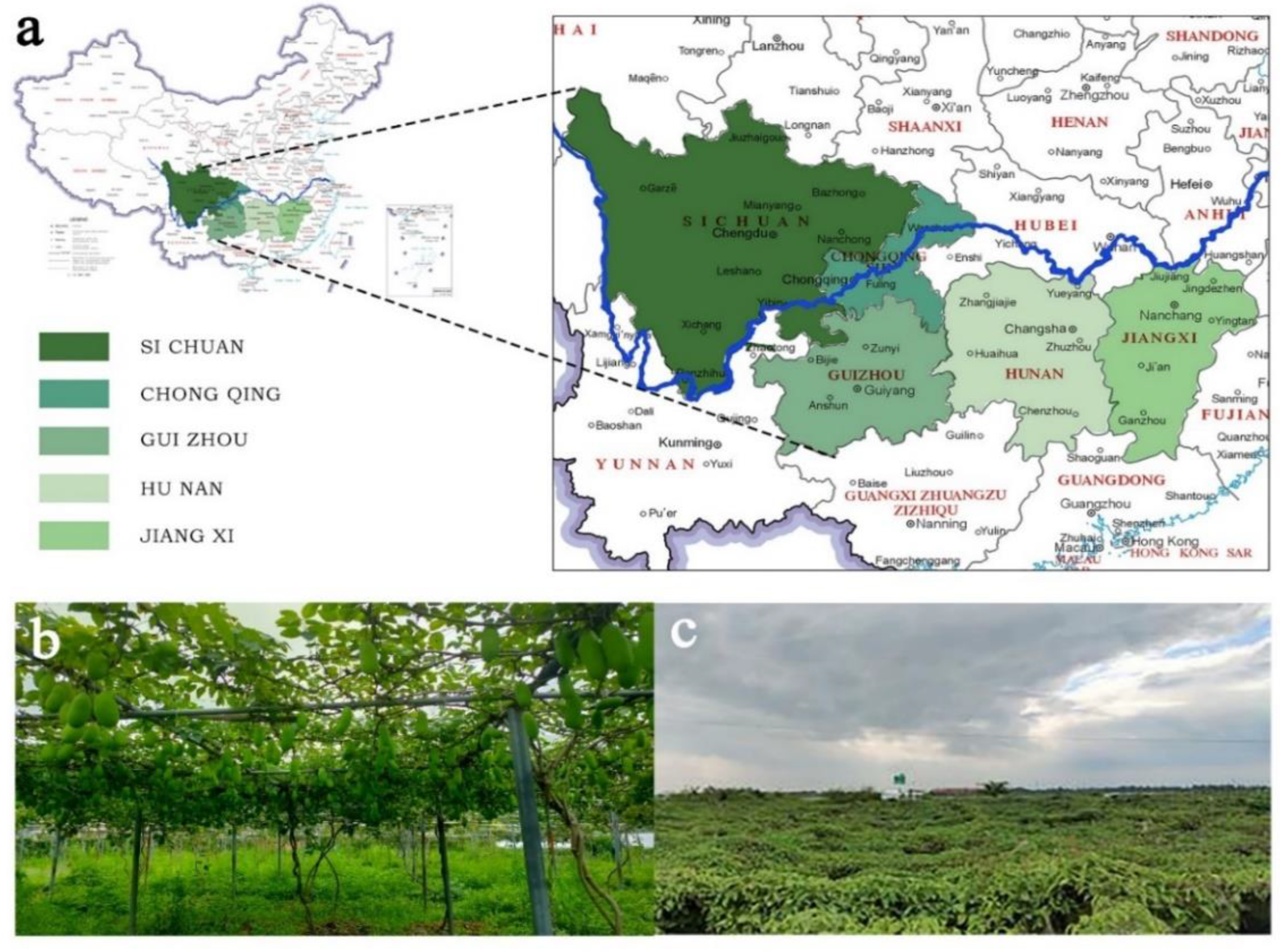 Horticulturae 08 00116 g001 Horticulturae 08 00116 g001