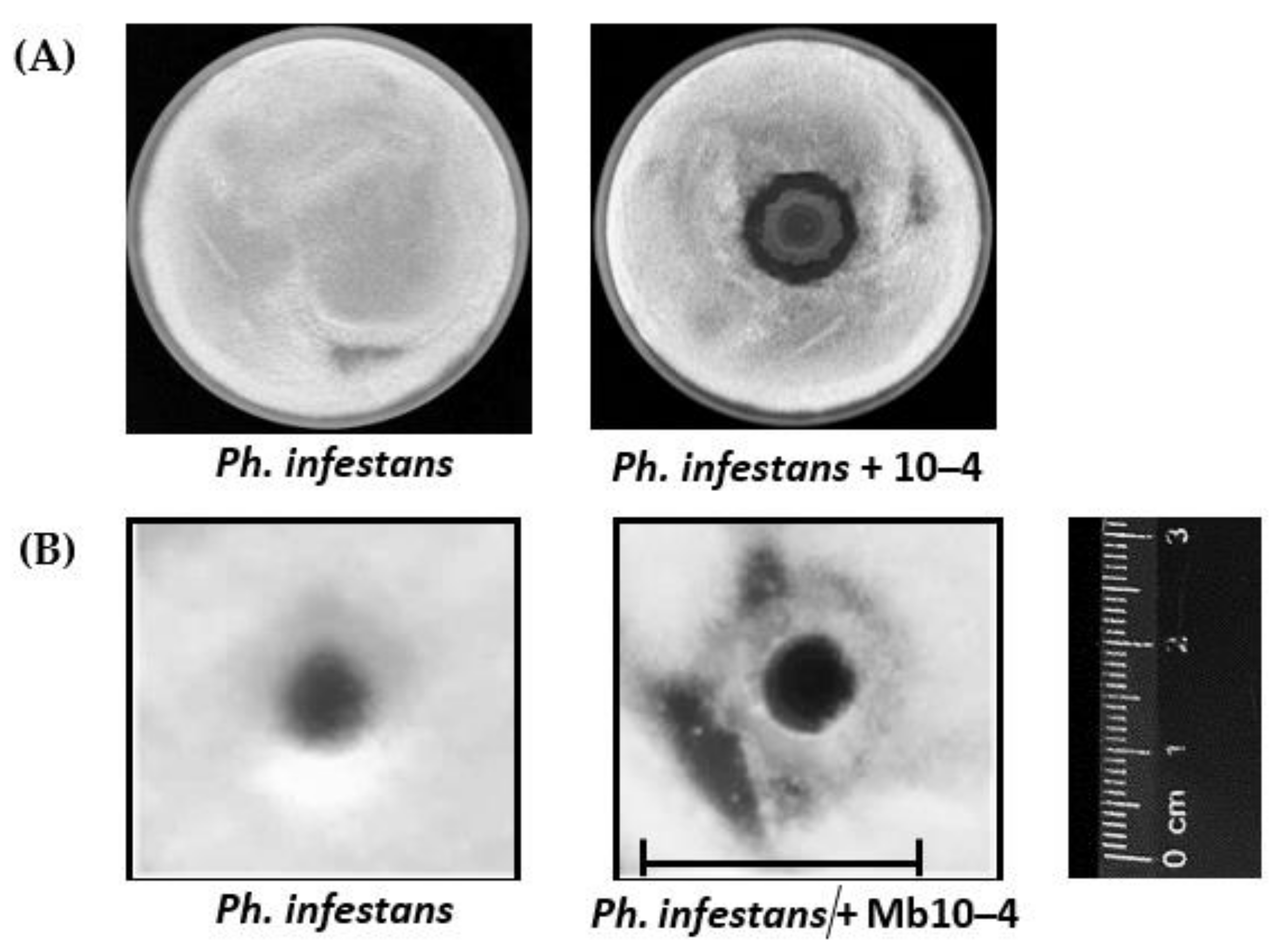 Horticulturae 08 00117 g002 550