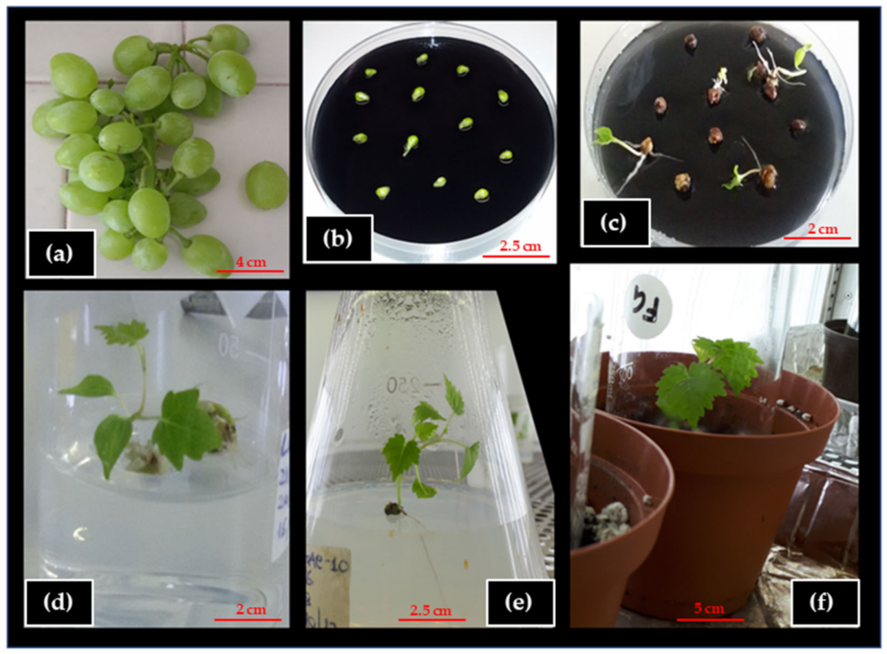 Horticulturae 08 00121 g006 Horticulturae 08 00121 g006