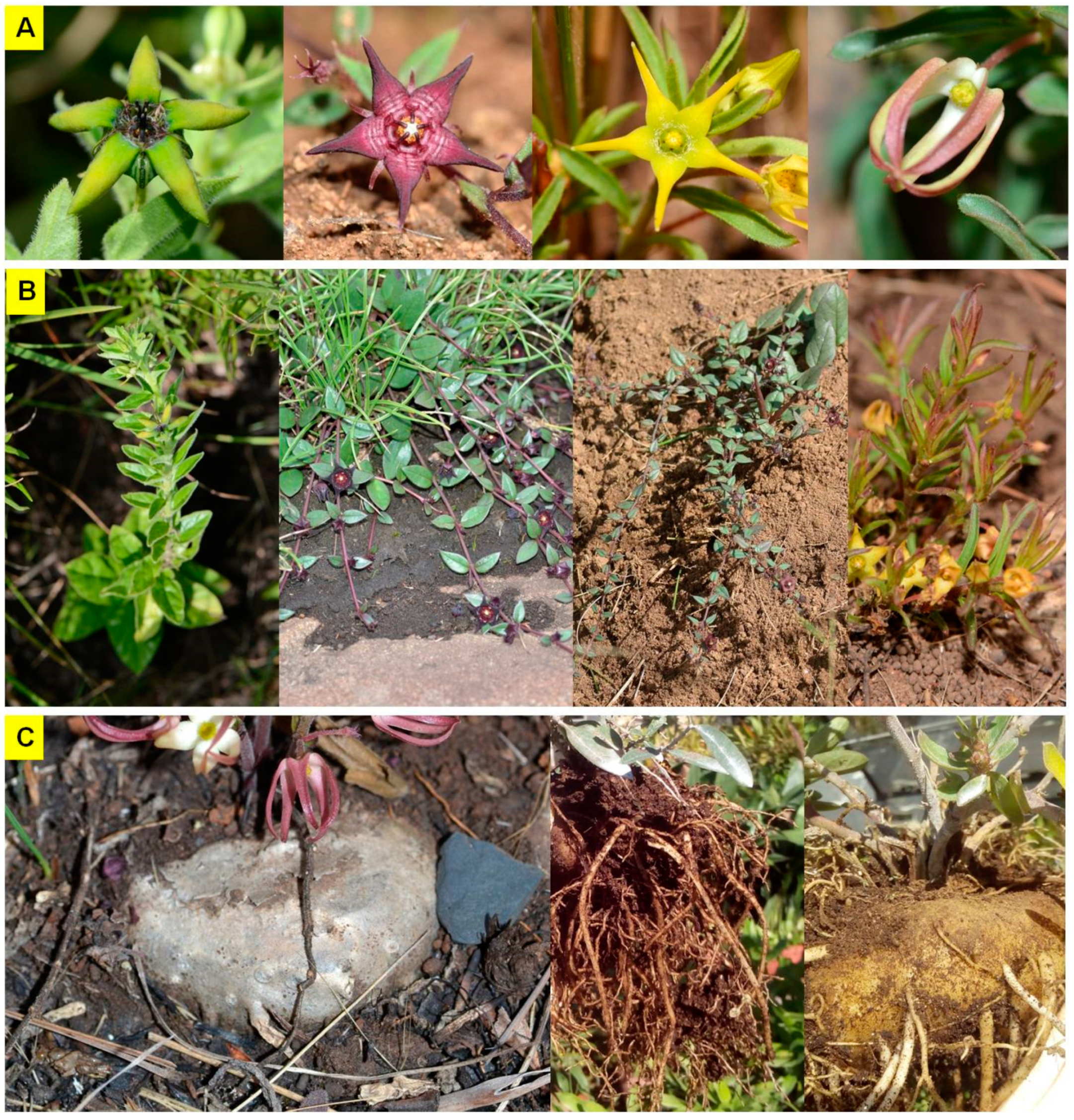 Horticulturae 08 00122 g002 Horticulturae 08 00122 g002