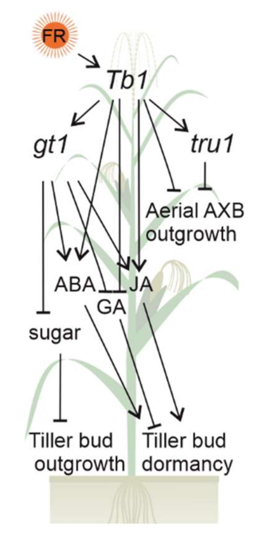 Horticulturae 08 00130 g001 Horticulturae 08 00130 g001