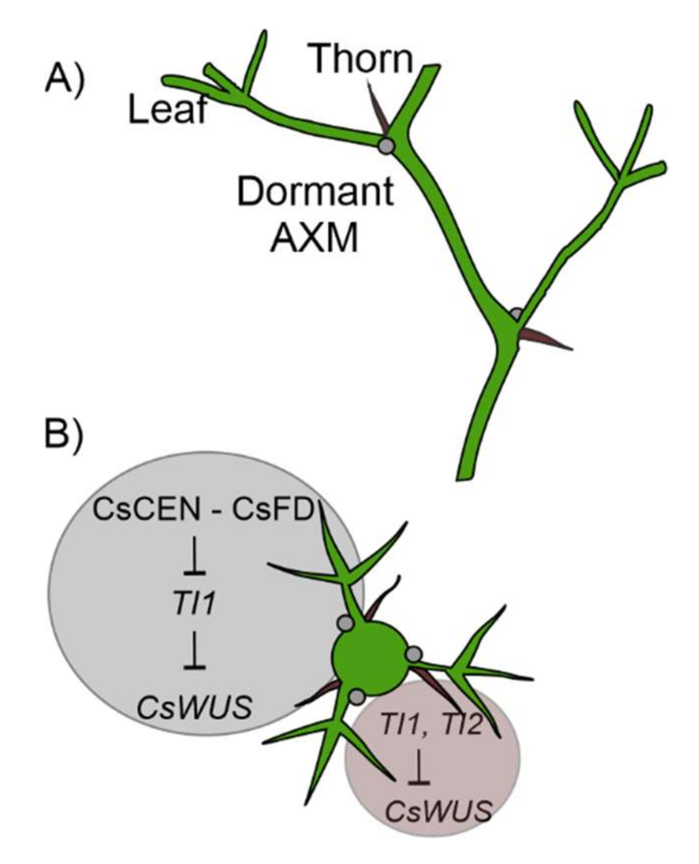 Horticulturae 08 00130 g004 Horticulturae 08 00130 g004