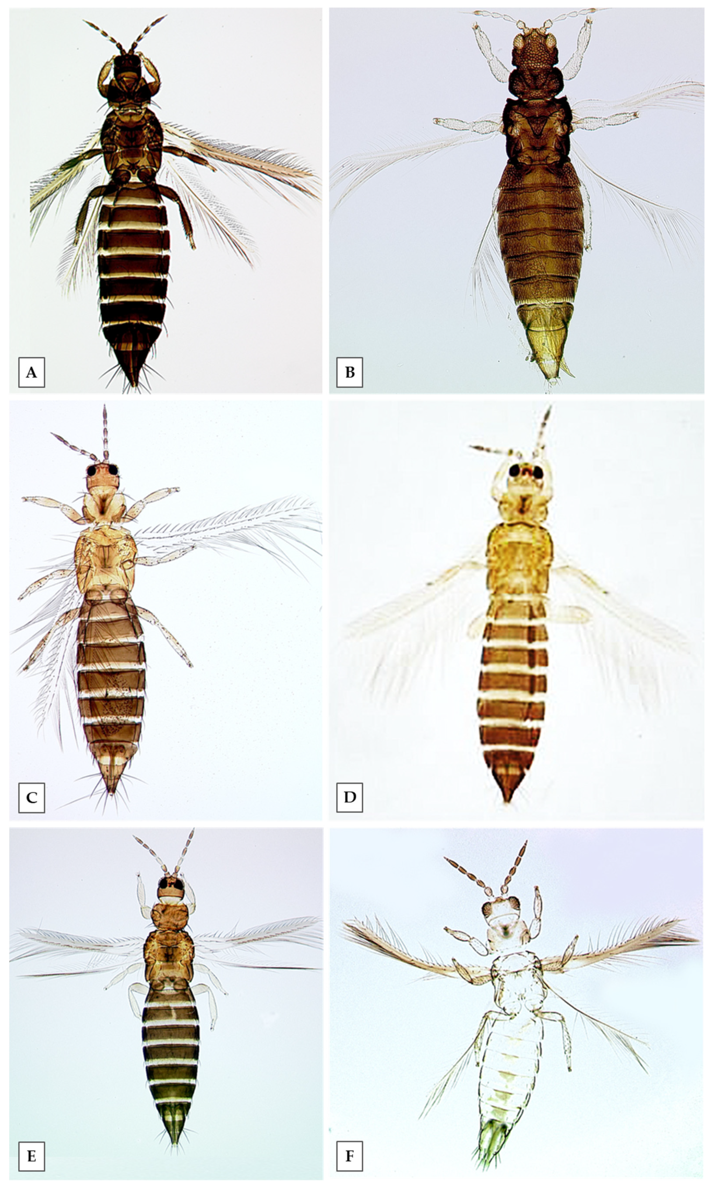 Thrips - Agricultural Biology