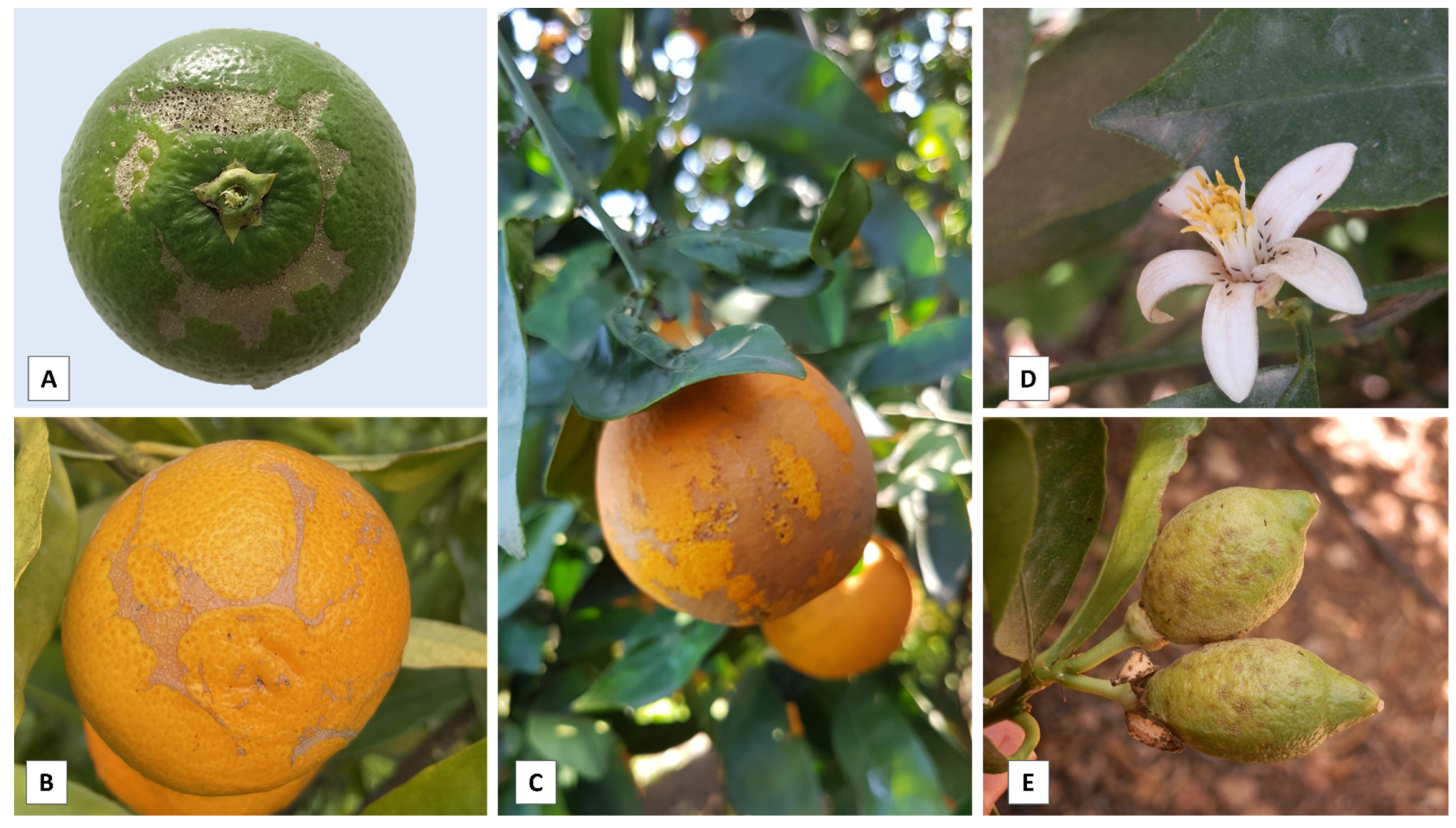 Horticulturae 08 00137 g002 Horticulturae 08 00137 g002