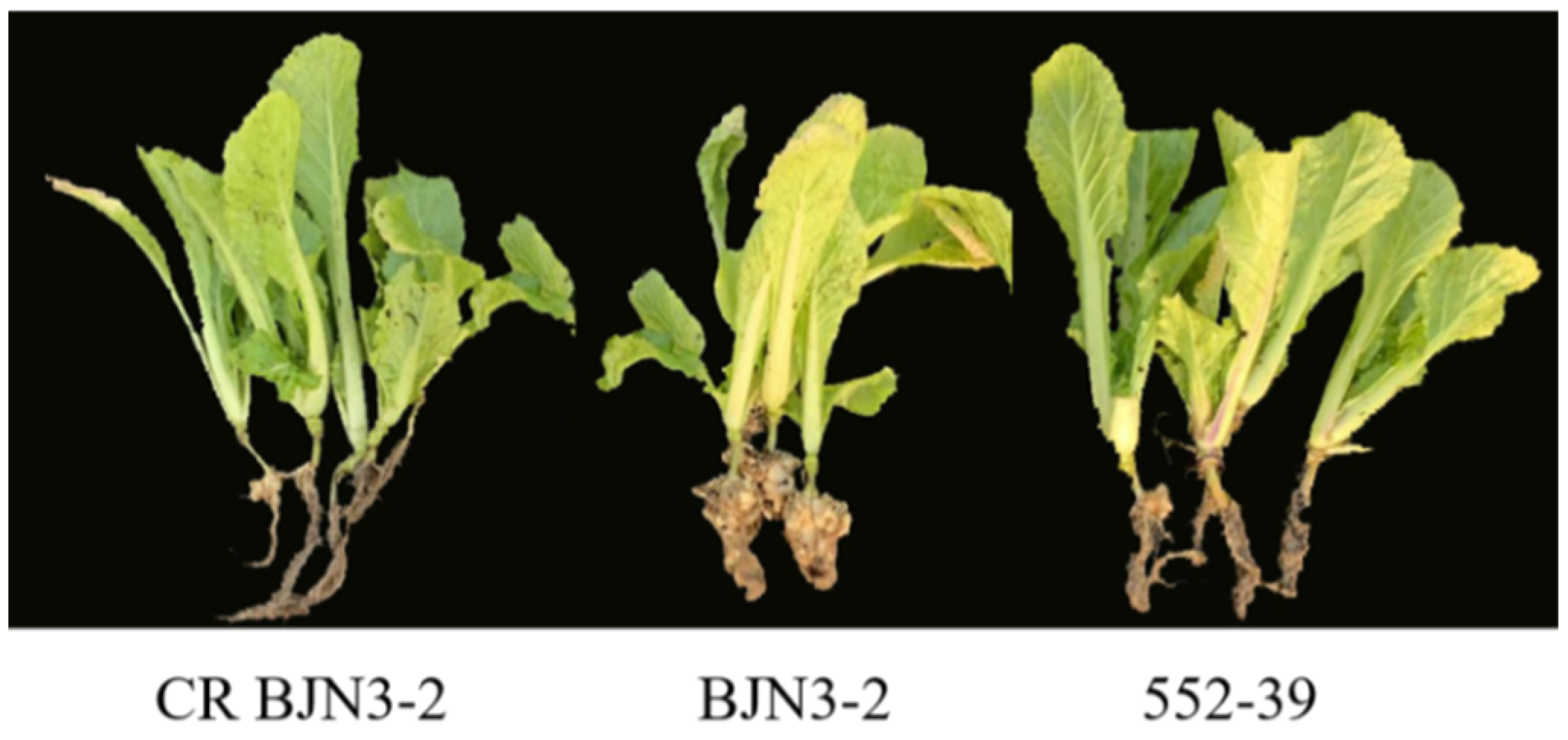Horticulturae 08 00139 g006