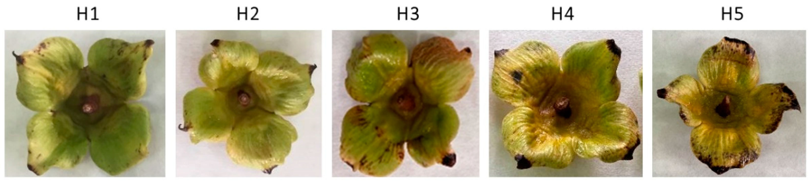 Horticulturae 08 00140 g002 550