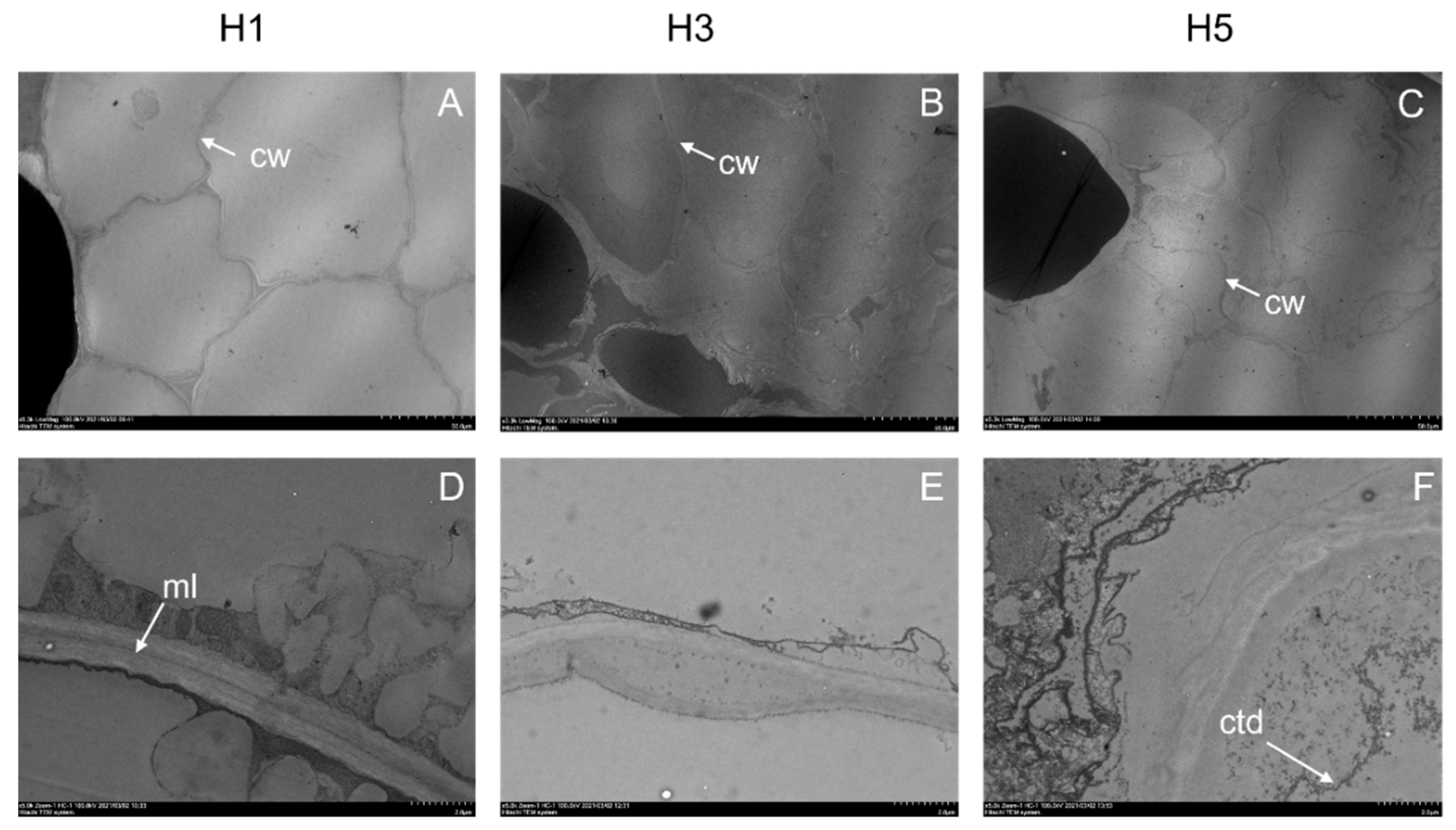 Horticulturae 08 00140 g006 550