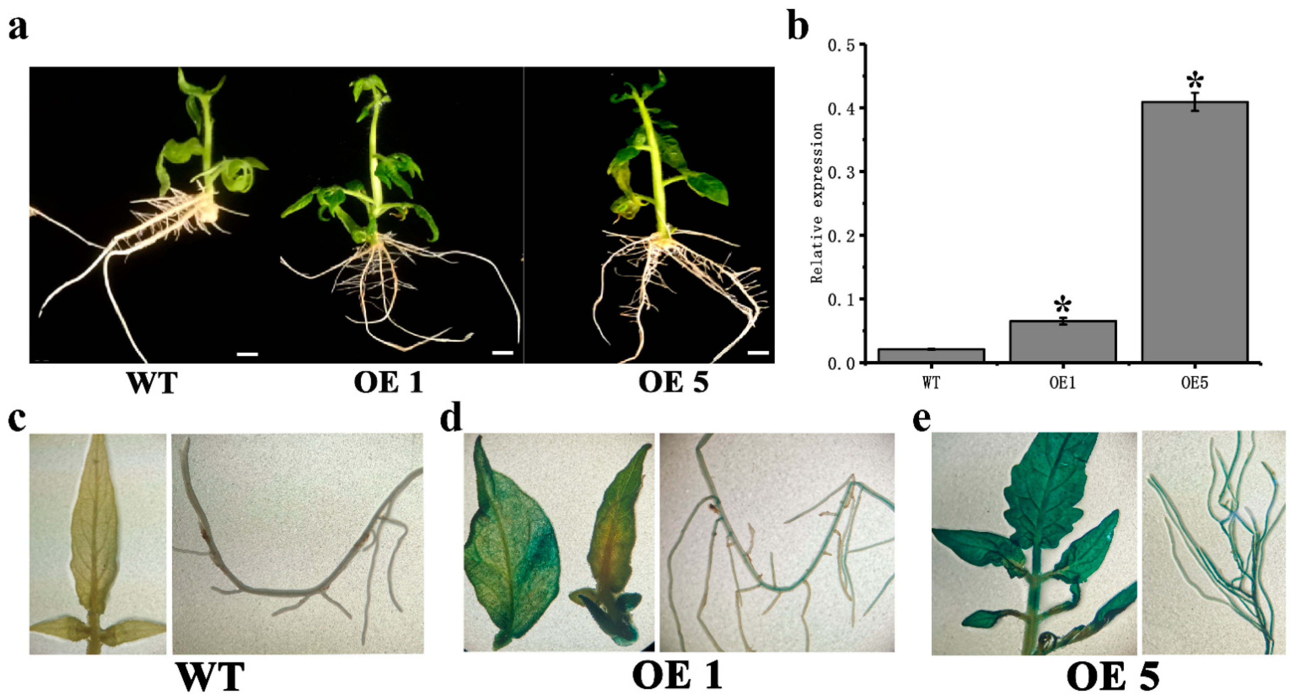 Horticulturae 08 00158 g003