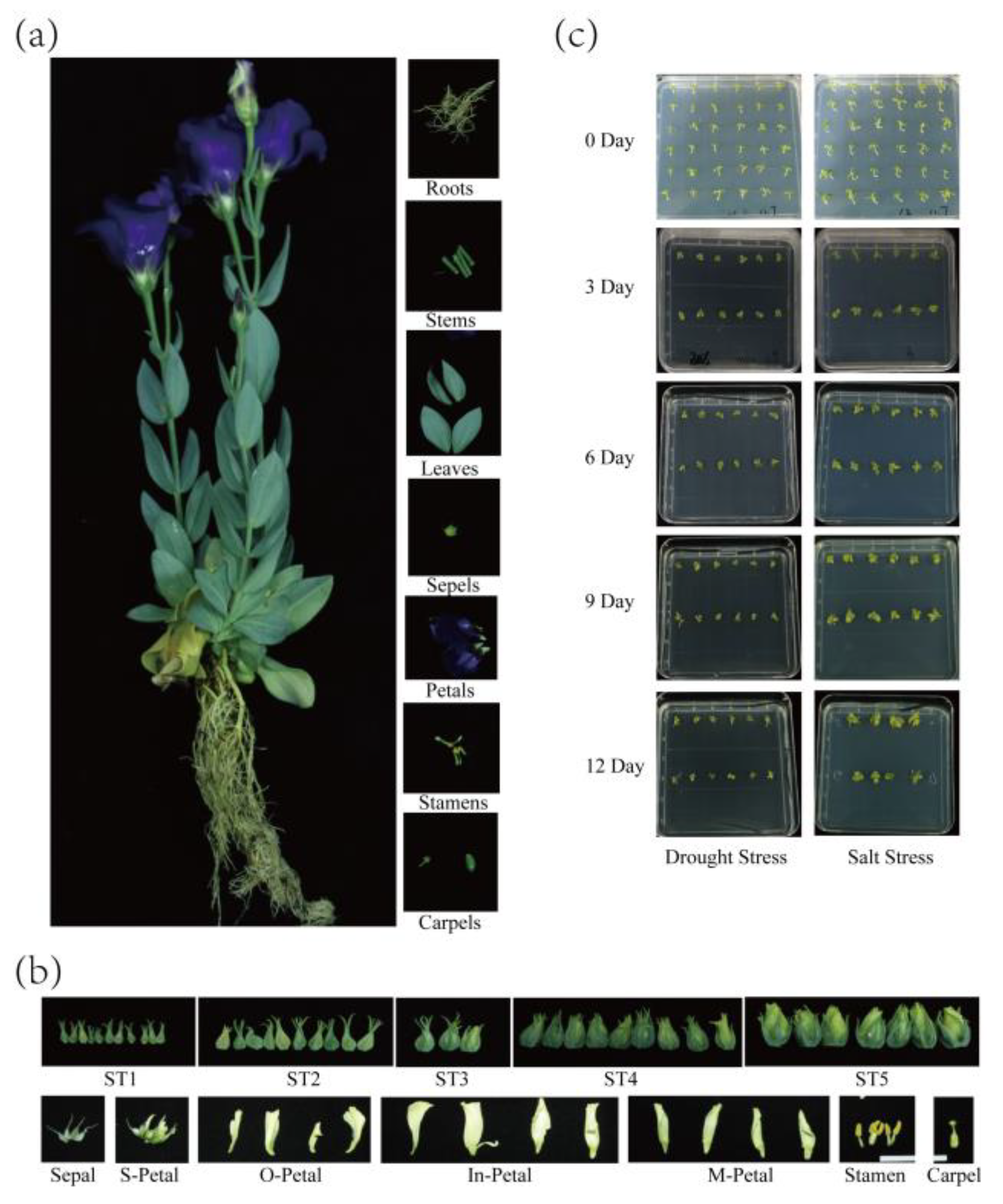 Horticulturae 08 00164 g001