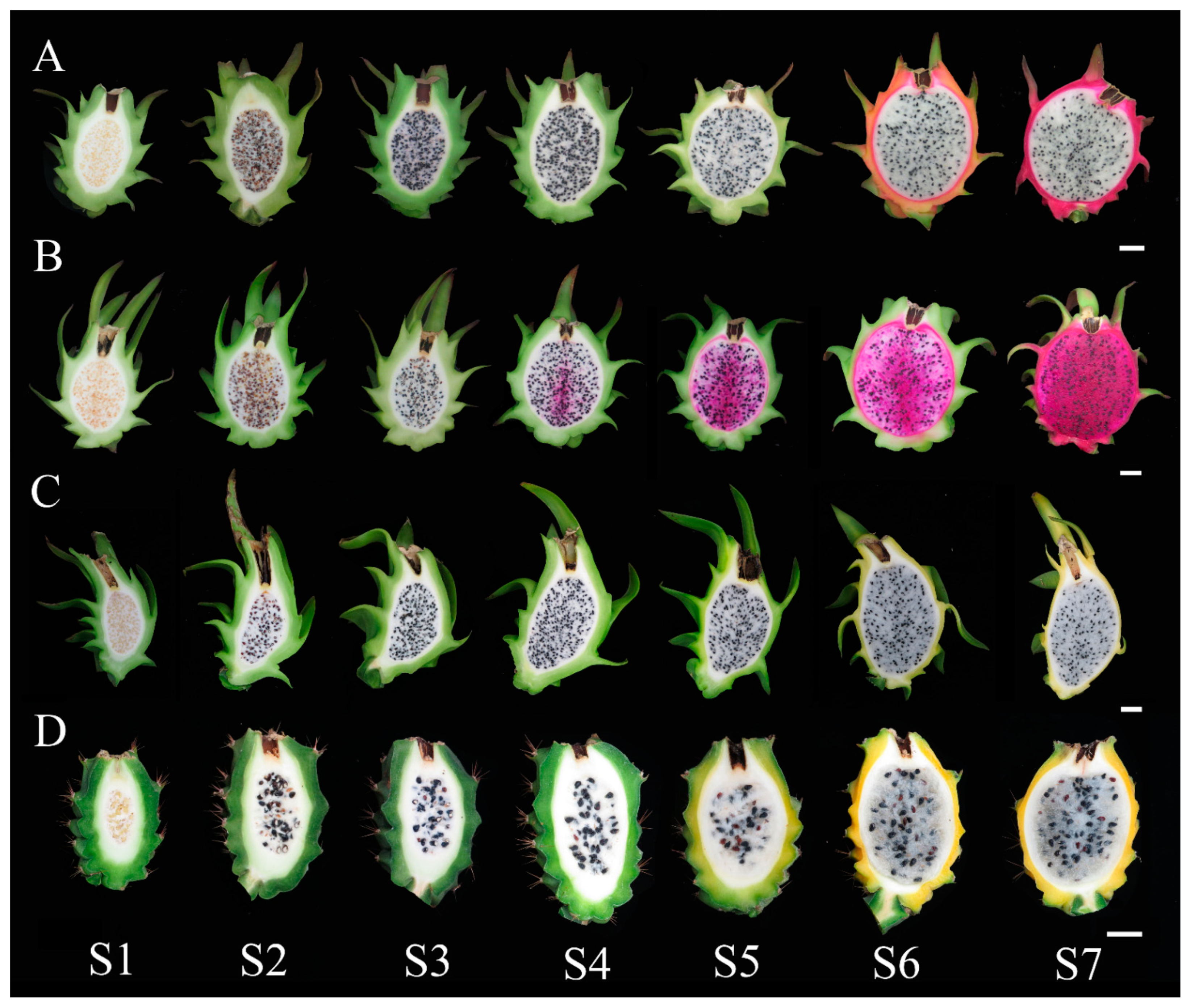 Horticulturae 08 00167 g001 550