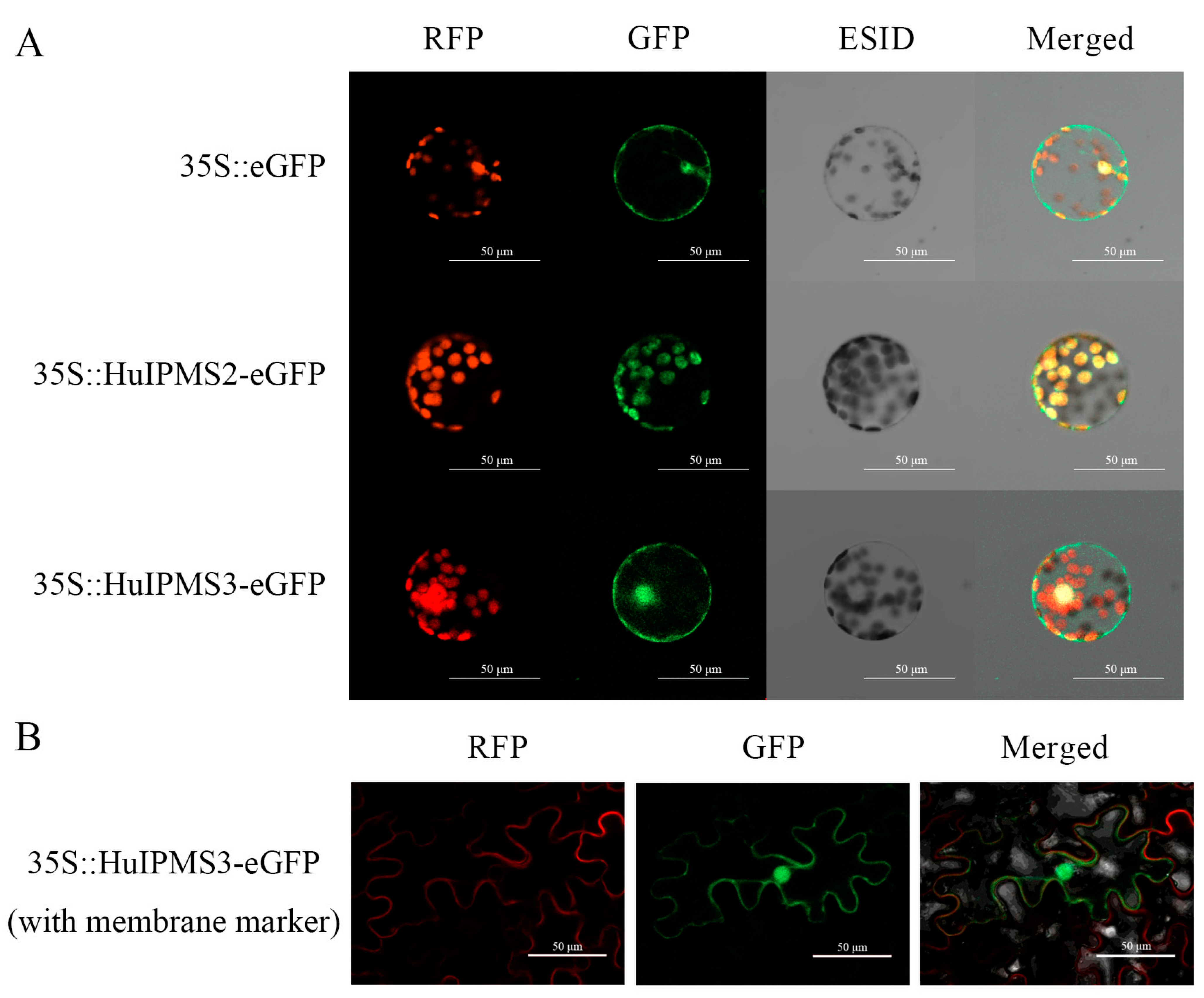Horticulturae 08 00167 g006 550