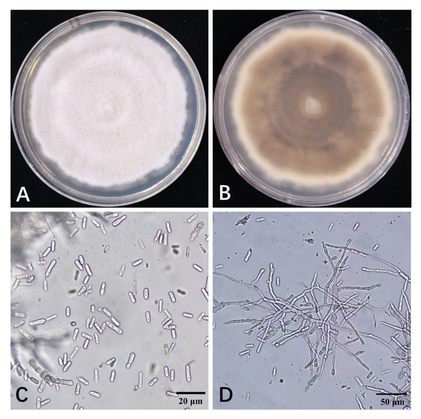 Horticulturae 08 00180 g002 Horticulturae 08 00180 g002