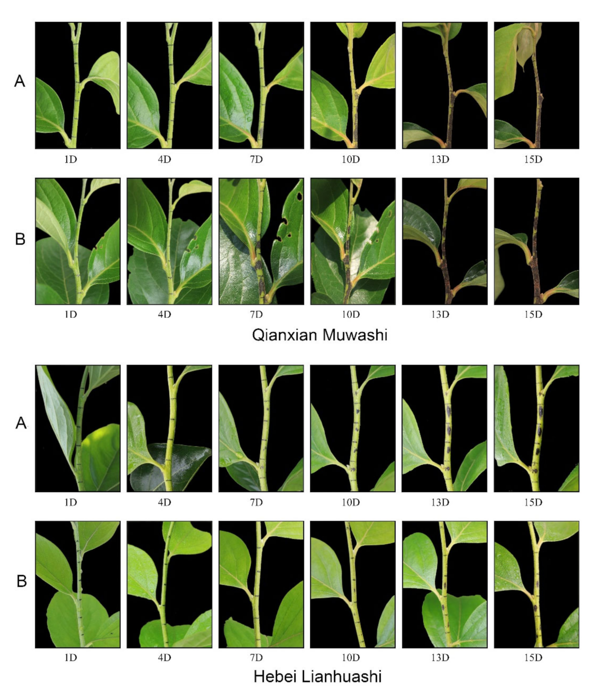 Horticulturae 08 00180 g004 Horticulturae 08 00180 g004