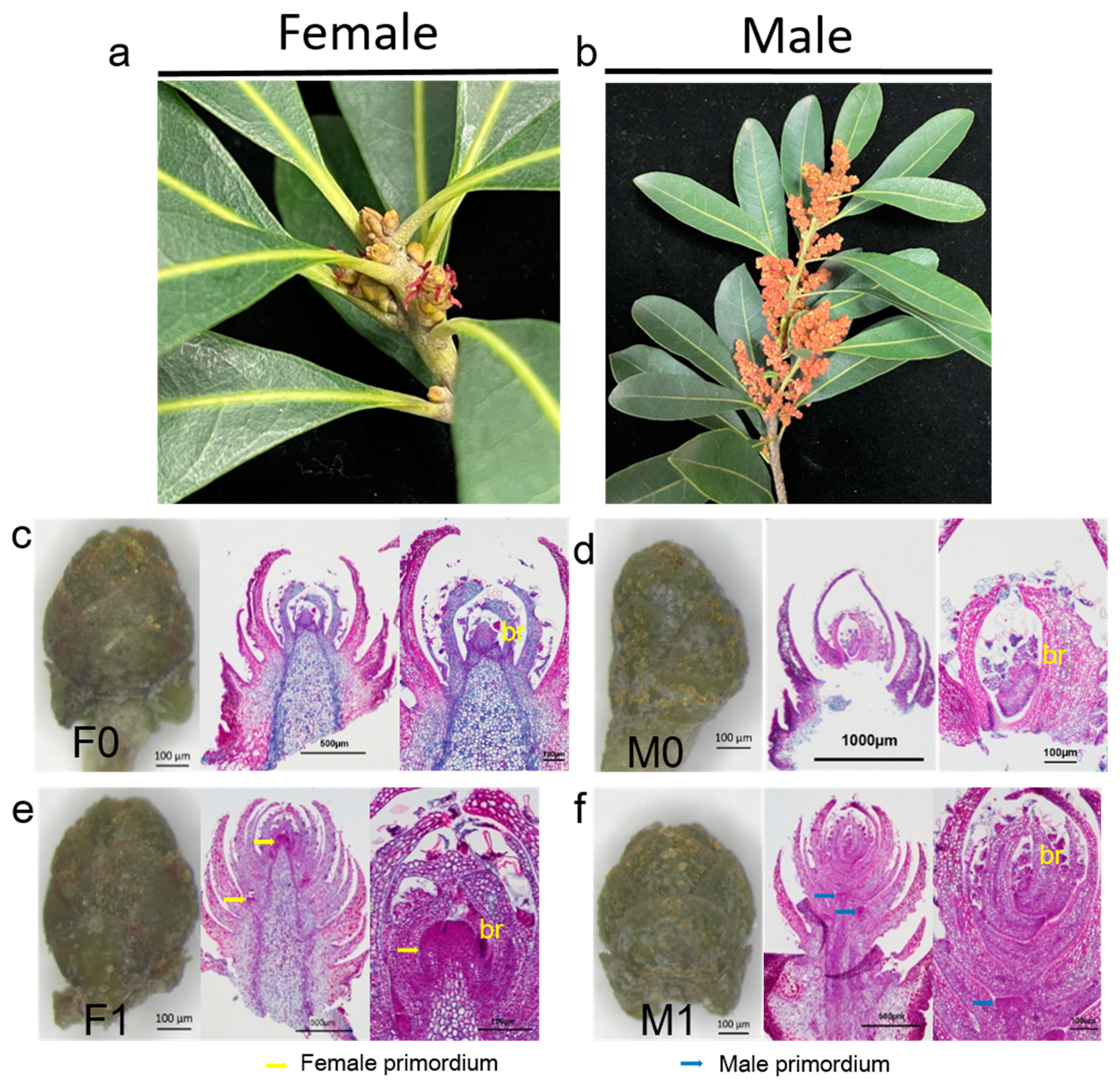 Horticulturae 08 00183 g001