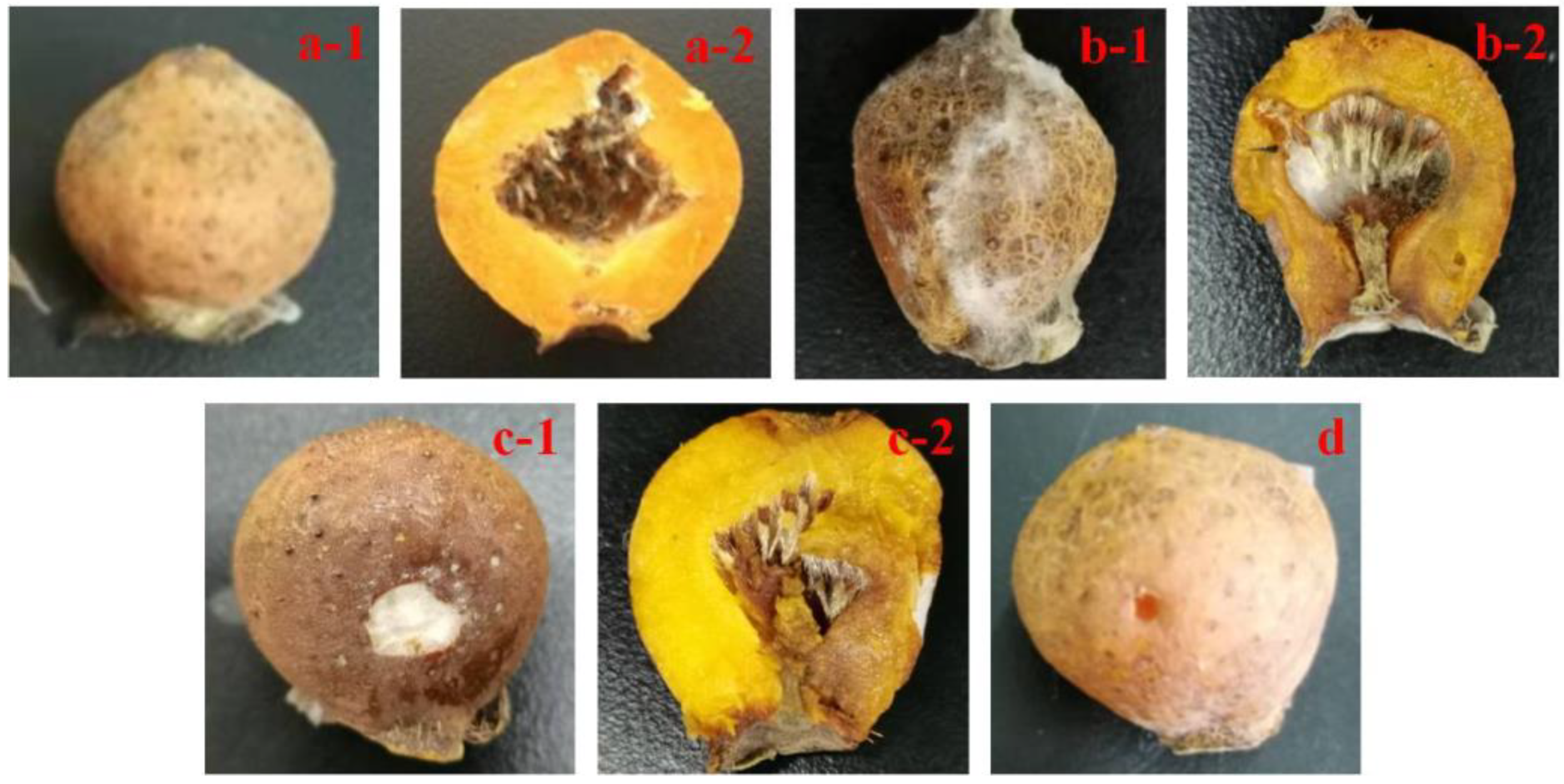 Horticulturae 08 00190 g001 Horticulturae 08 00190 g001