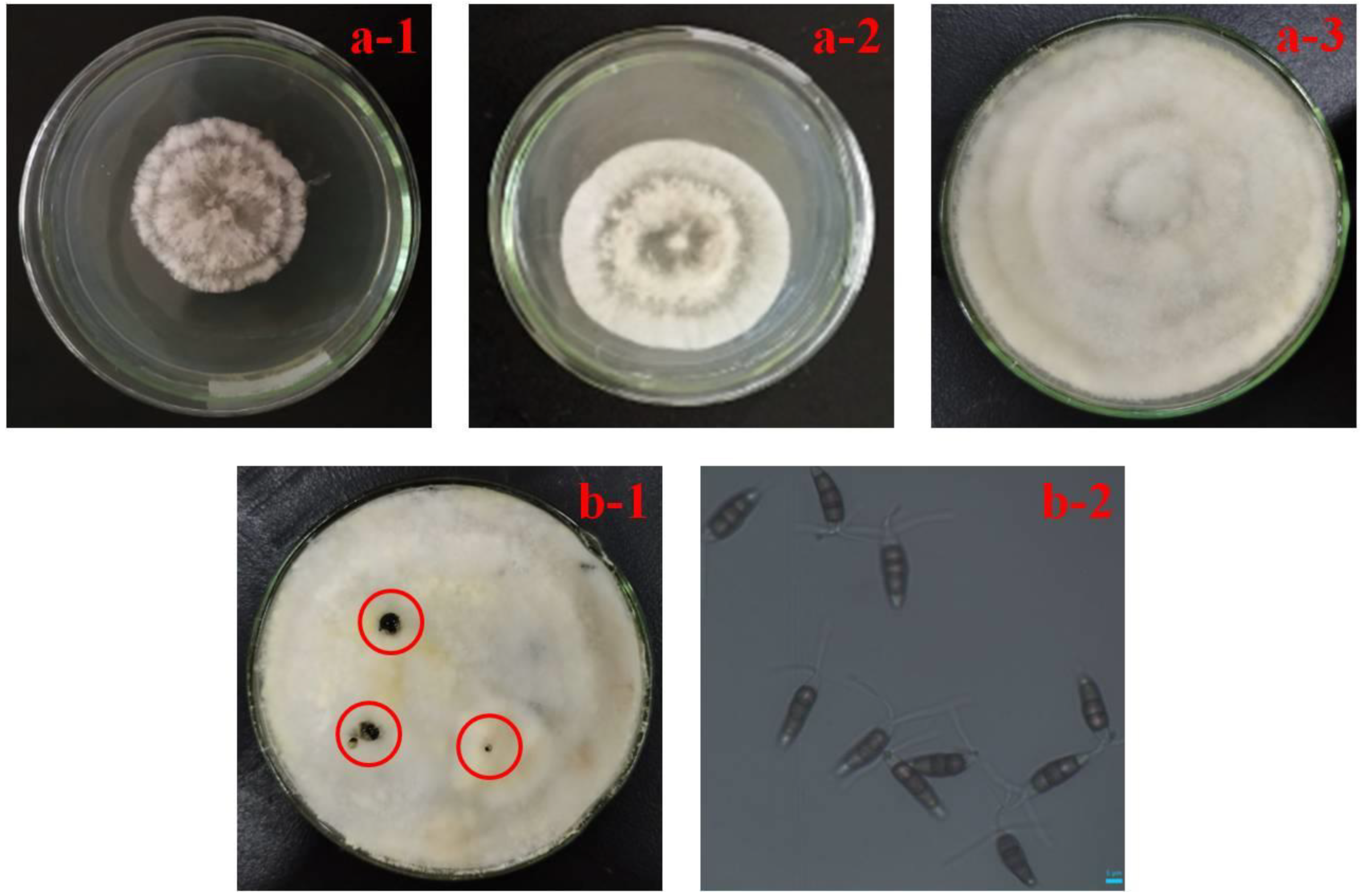 Horticulturae 08 00190 g002 Horticulturae 08 00190 g002