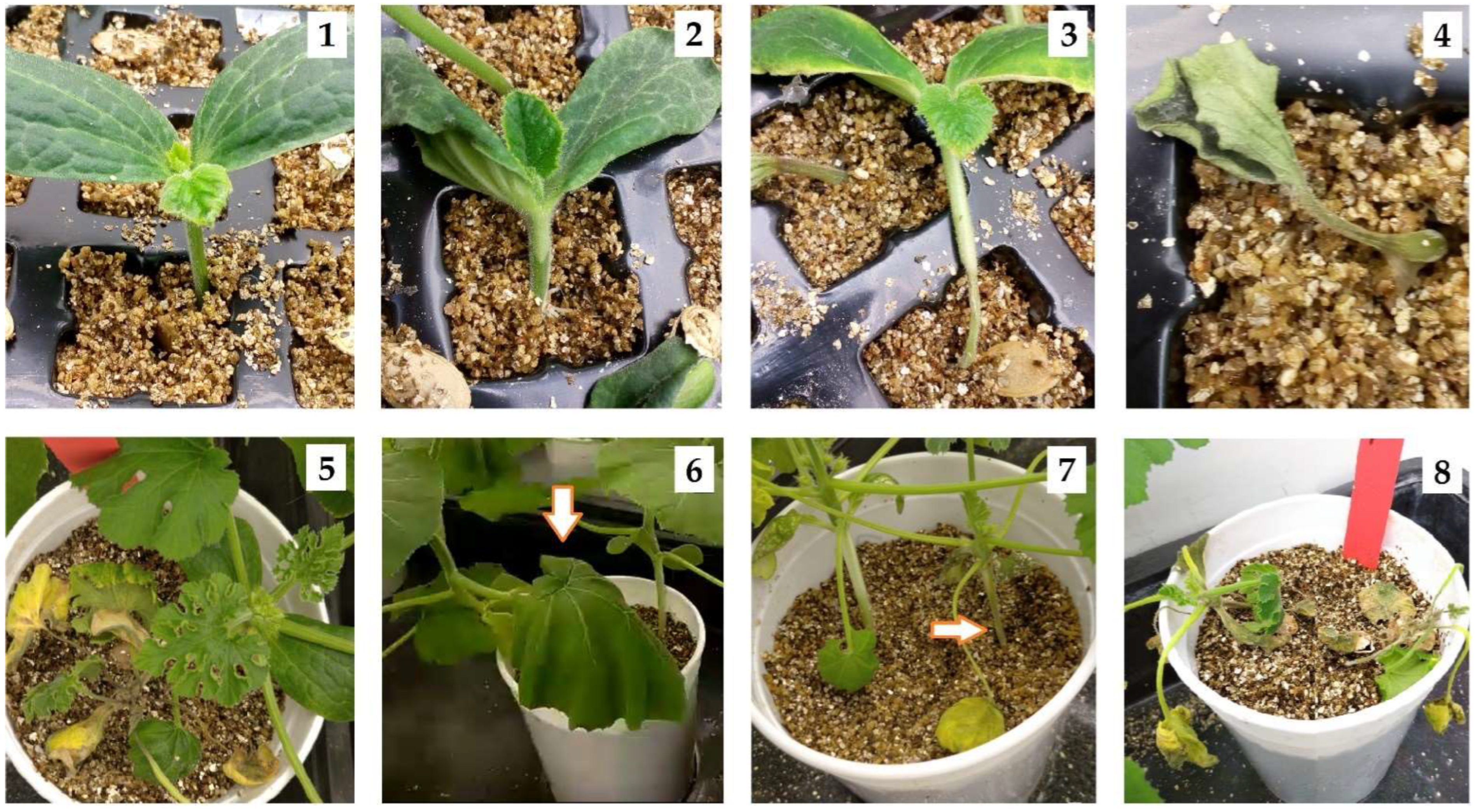 Horticulturae 08 00191 g002 Horticulturae 08 00191 g002