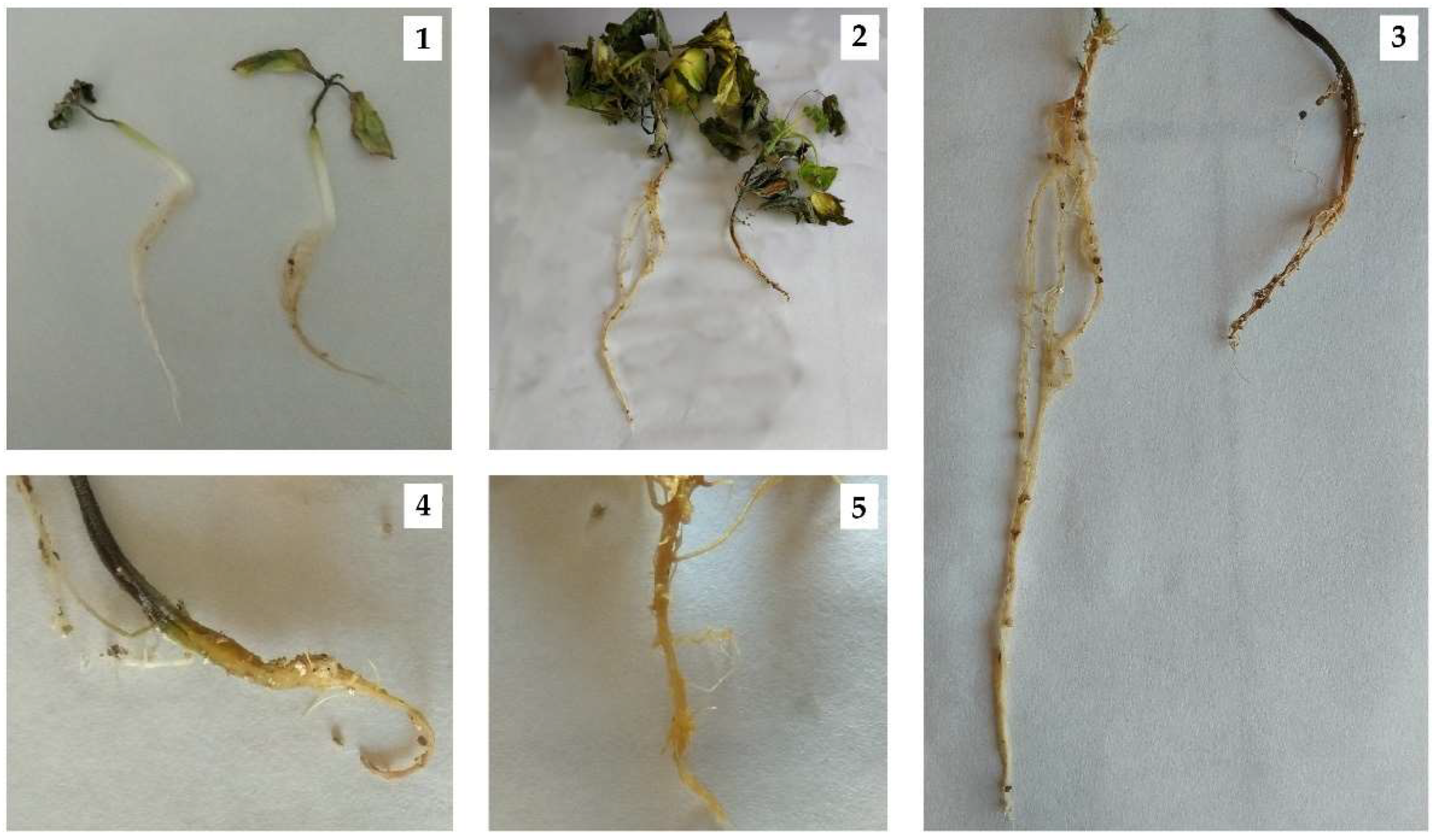 Horticulturae 08 00191 g0a1 Horticulturae 08 00191 g0a1