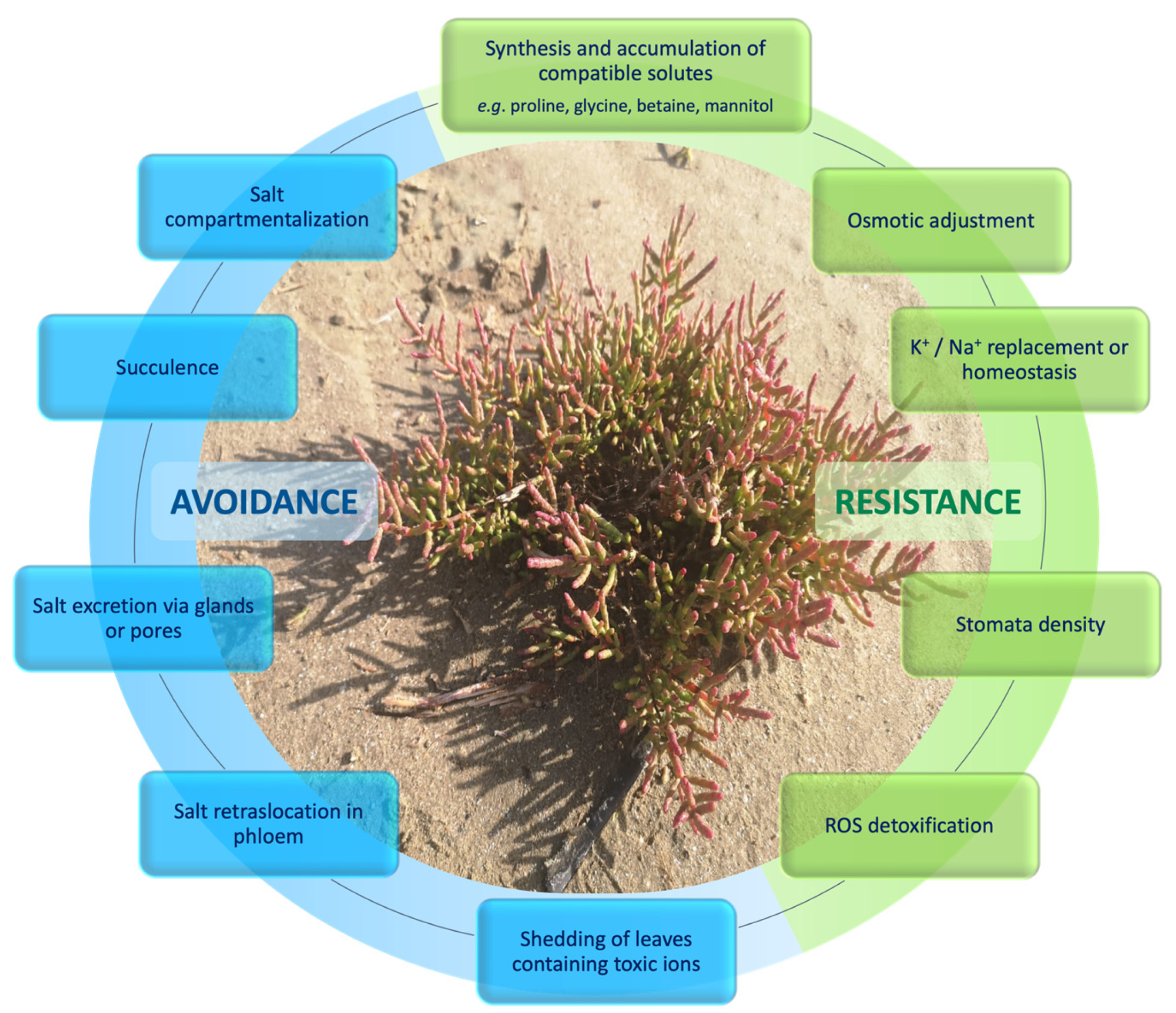 Horticulturae 08 00195 g001 Horticulturae 08 00195 g001