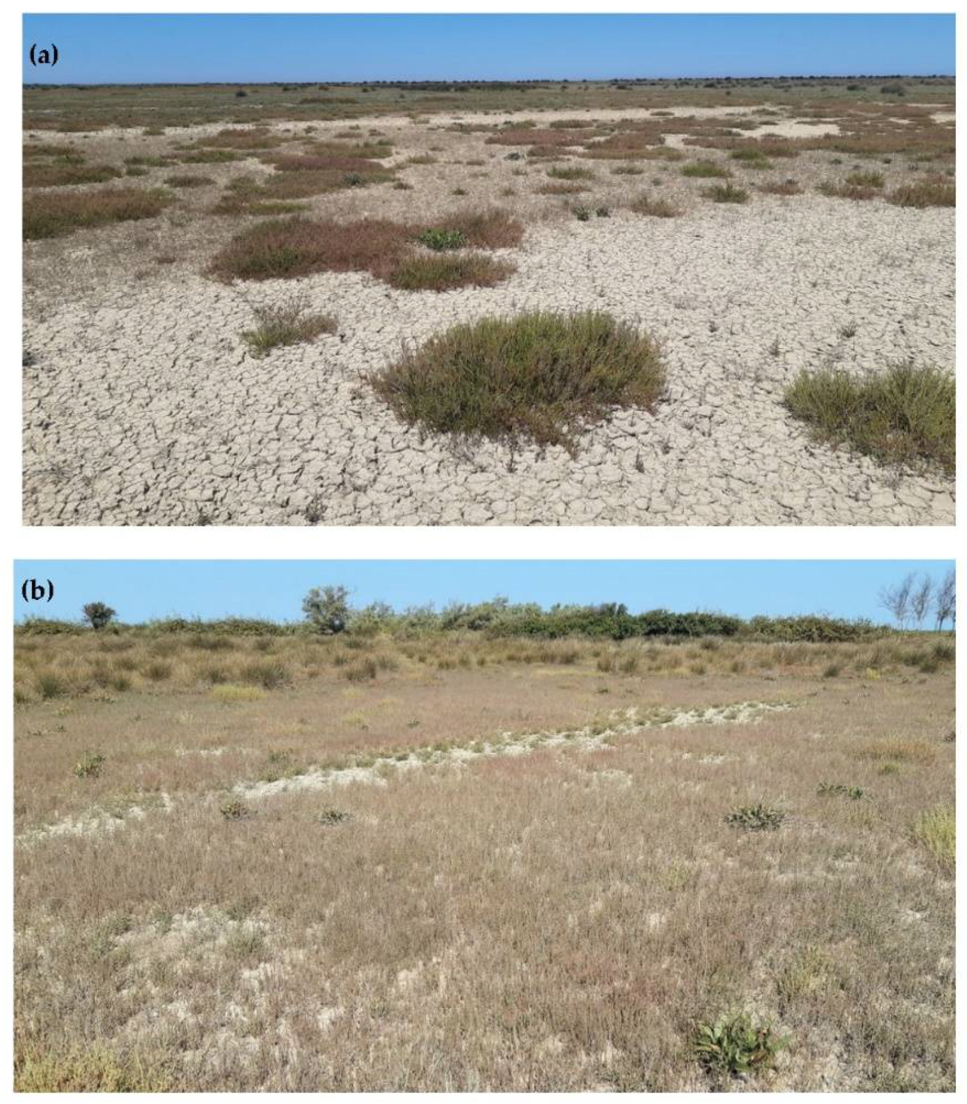 Horticulturae 08 00195 g002 Horticulturae 08 00195 g002