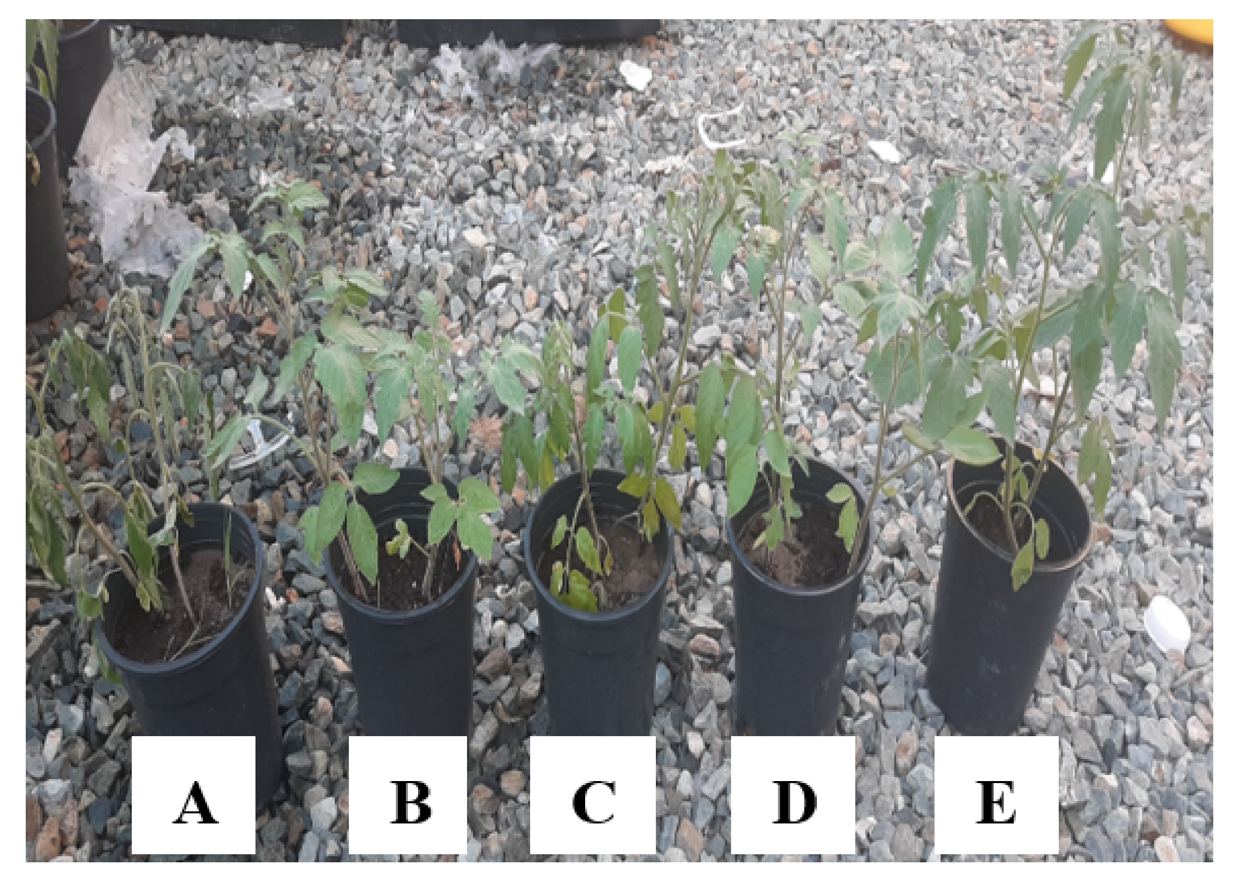 Horticulturae 08 00197 g005