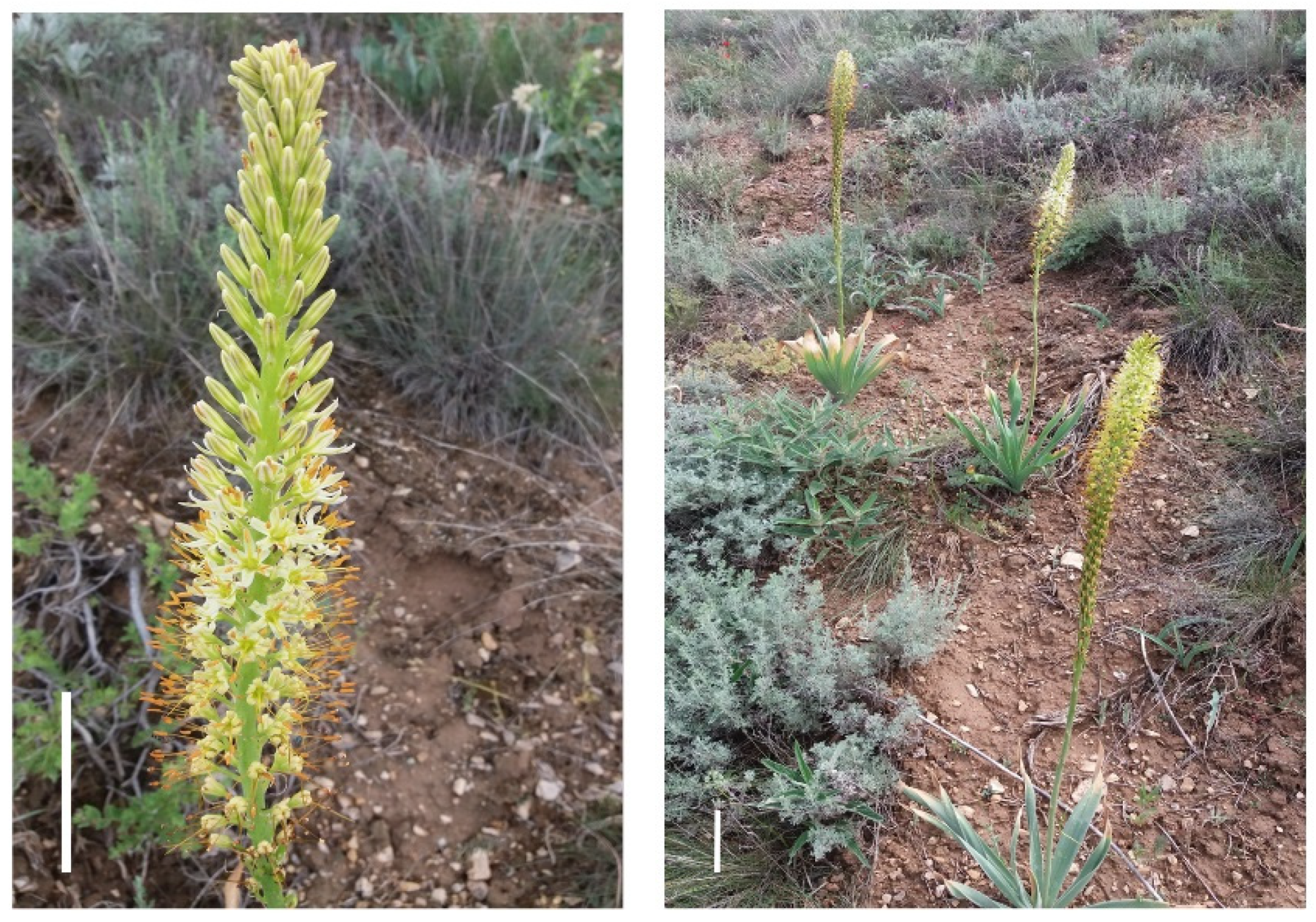 Horticulturae 08 00202 g001