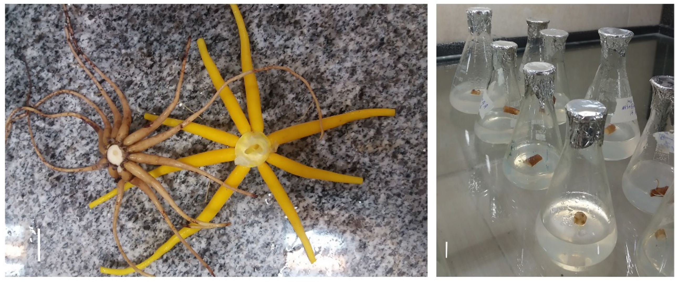 Horticulturae 08 00202 g002