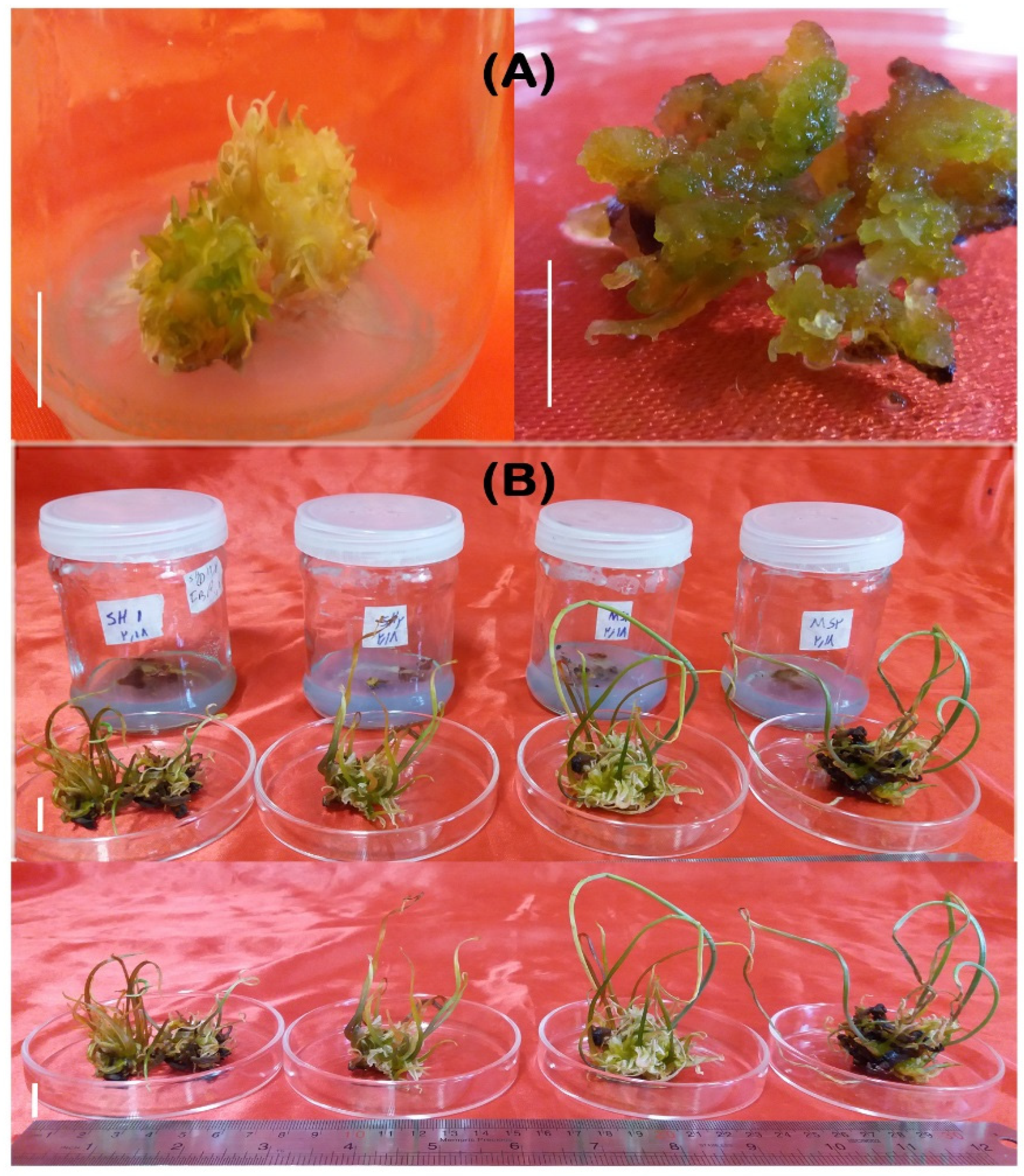 Horticulturae 08 00202 g003