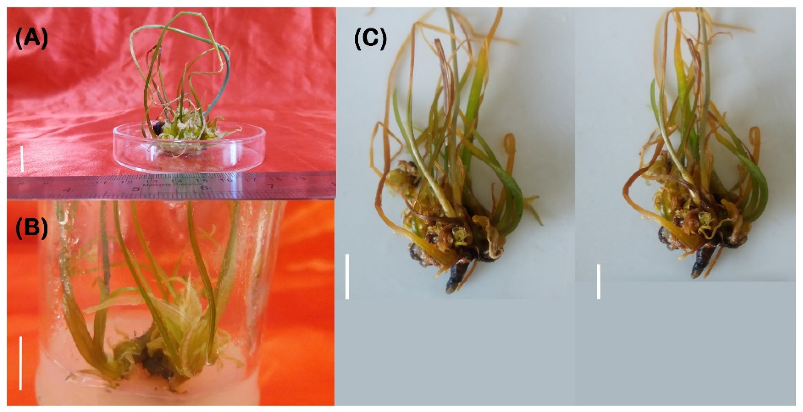 Horticulturae 08 00202 g004