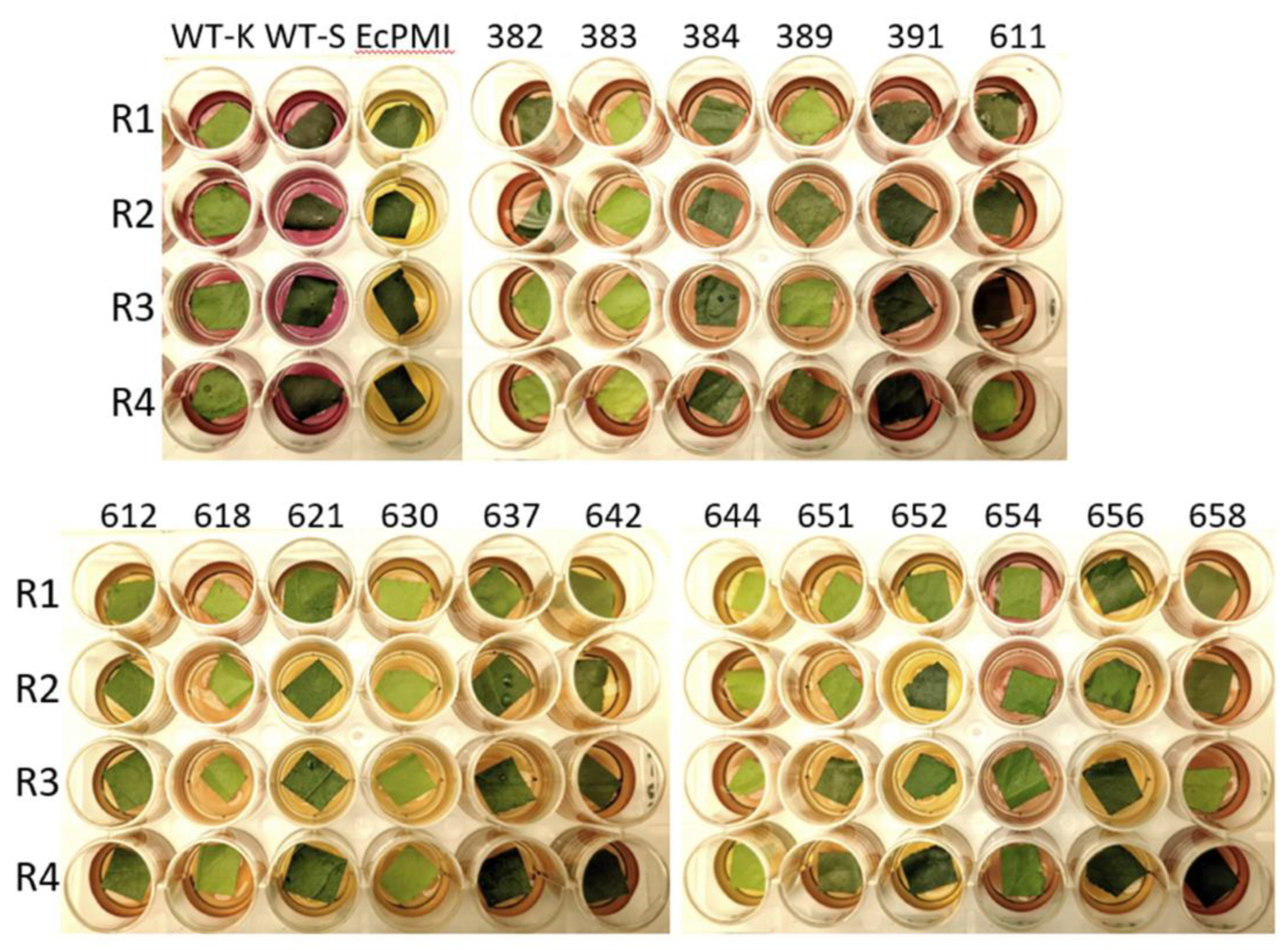 Horticulturae 08 00204 g006 Horticulturae 08 00204 g006