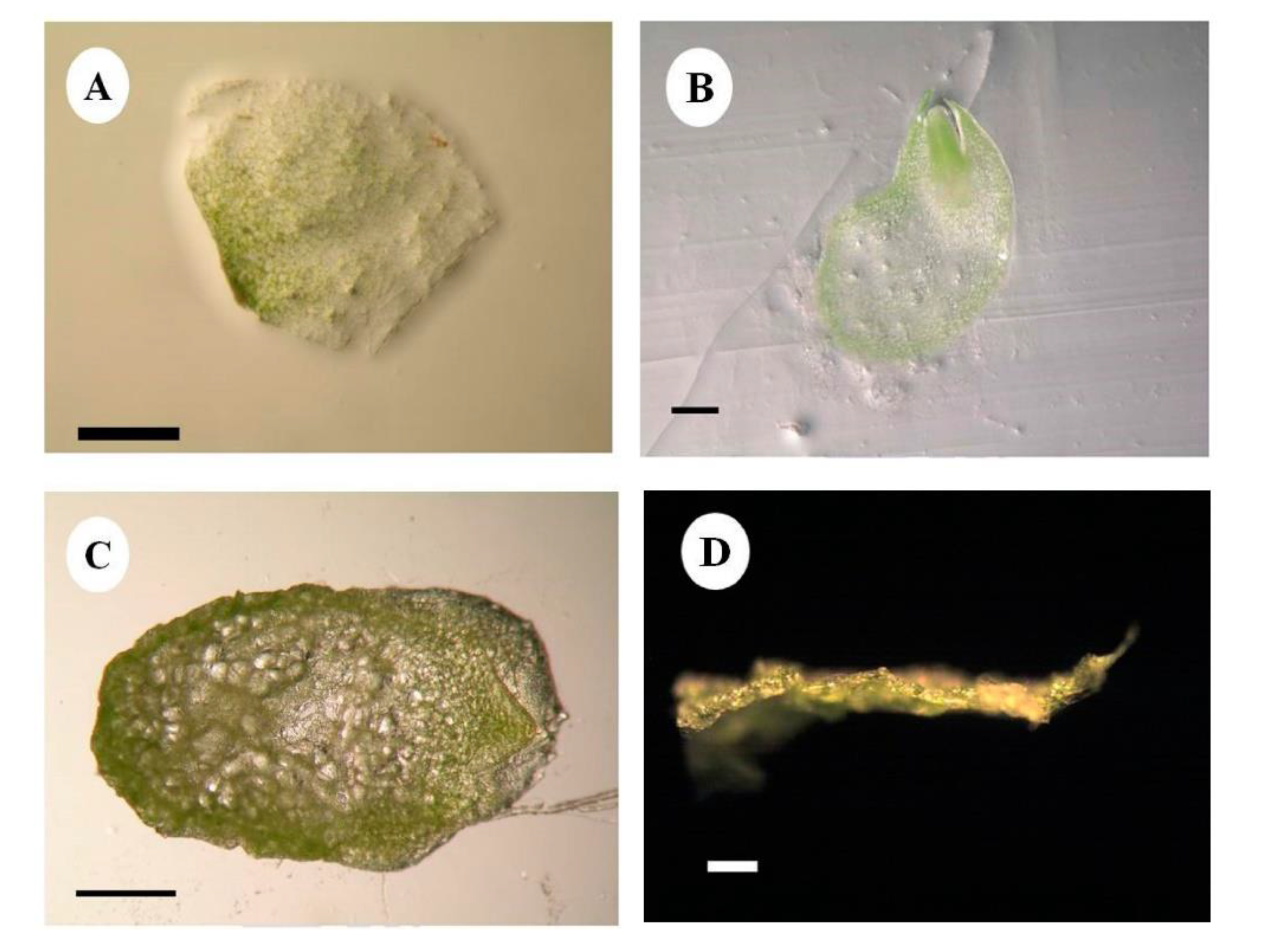 Horticulturae 08 00206 g001 550