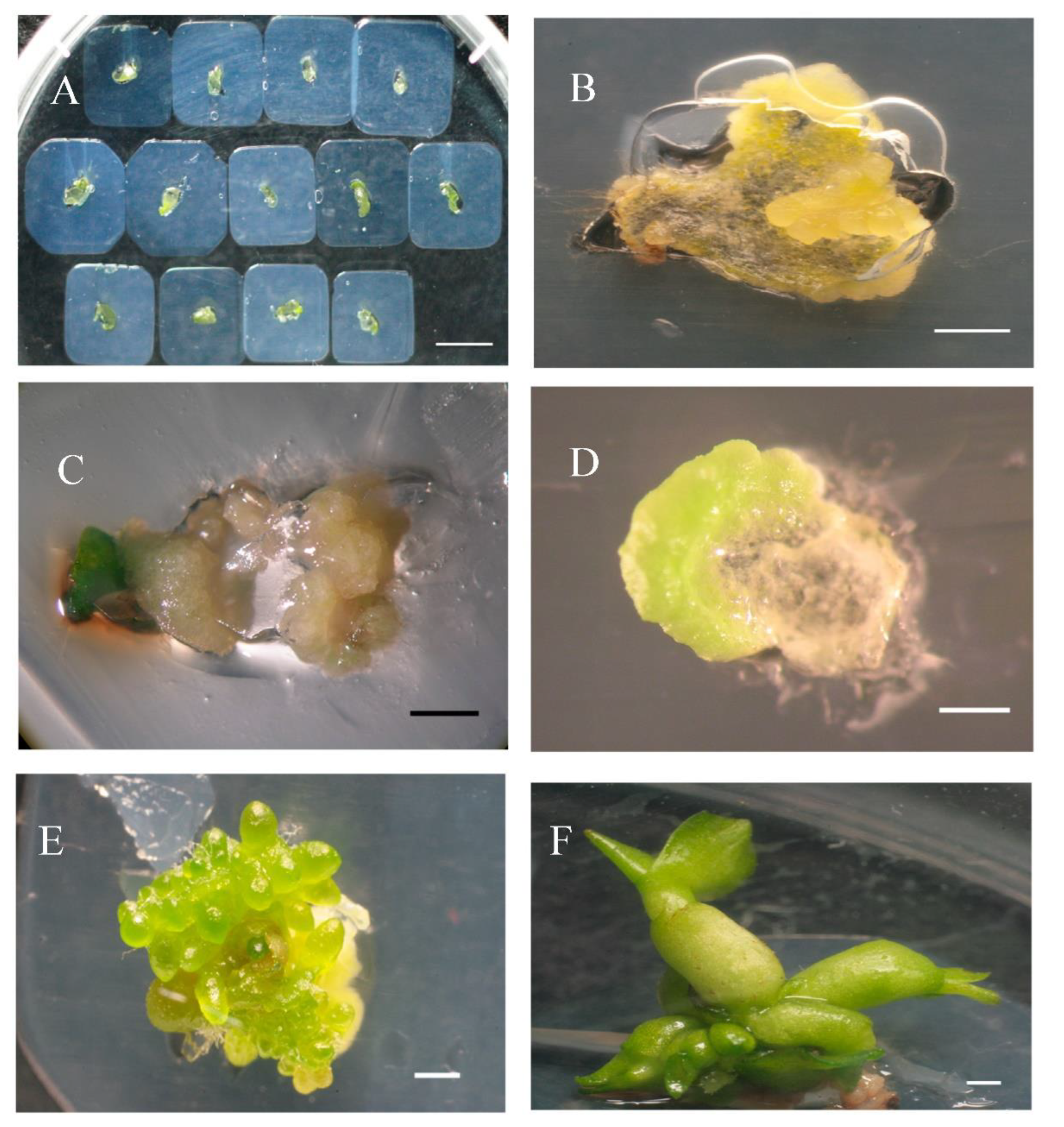 Horticulturae 08 00206 g004 550