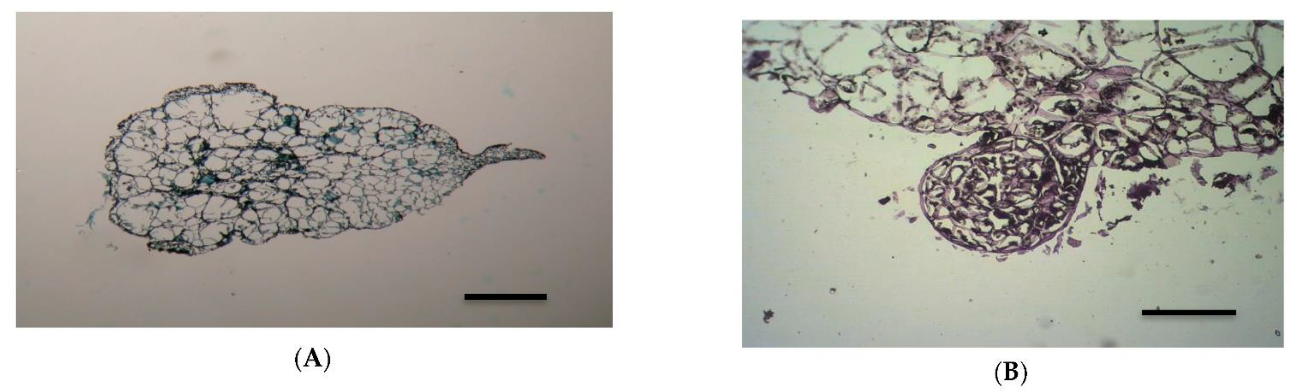 Horticulturae 08 00206 g005 550