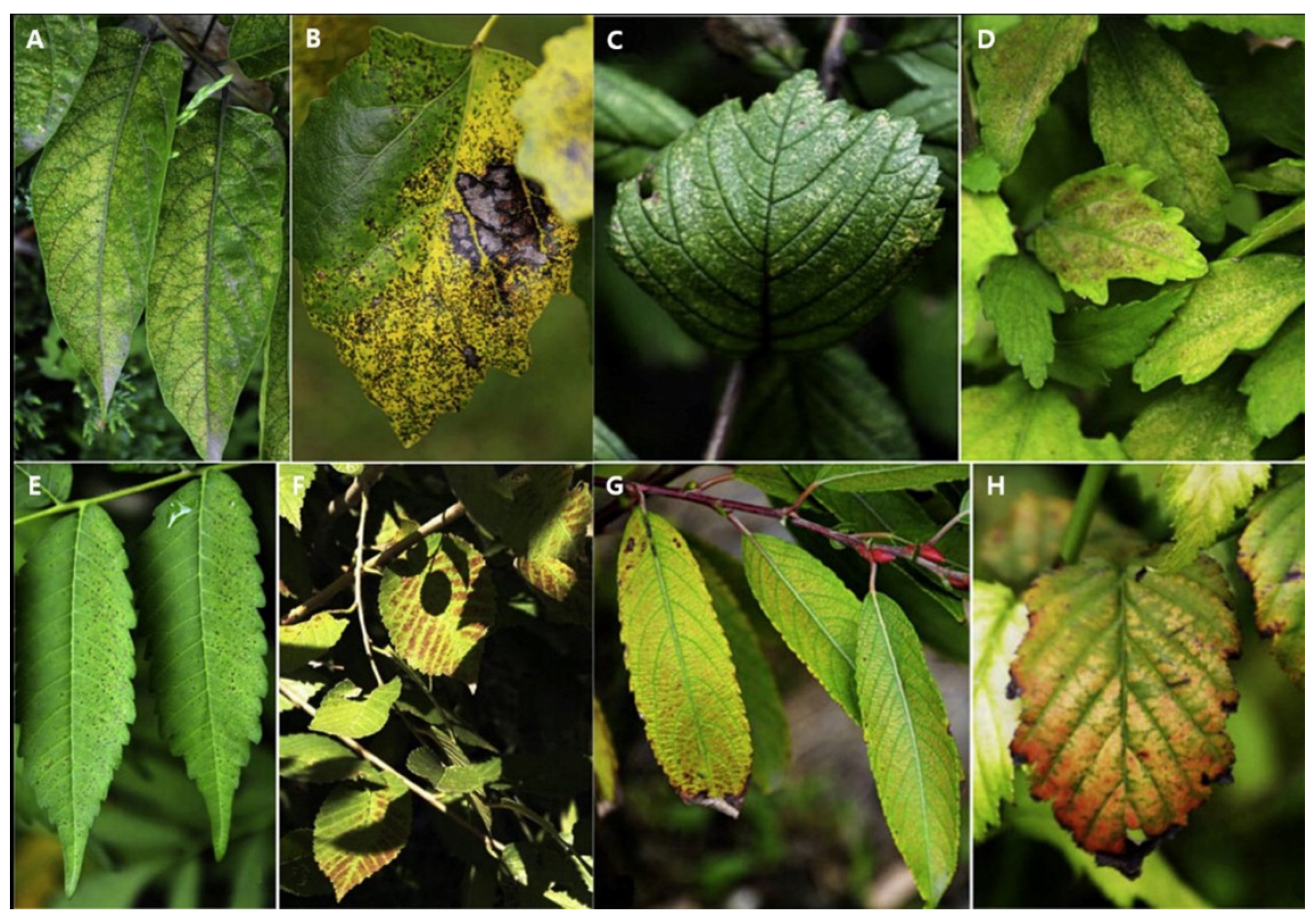 Horticulturae 08 00211 g002