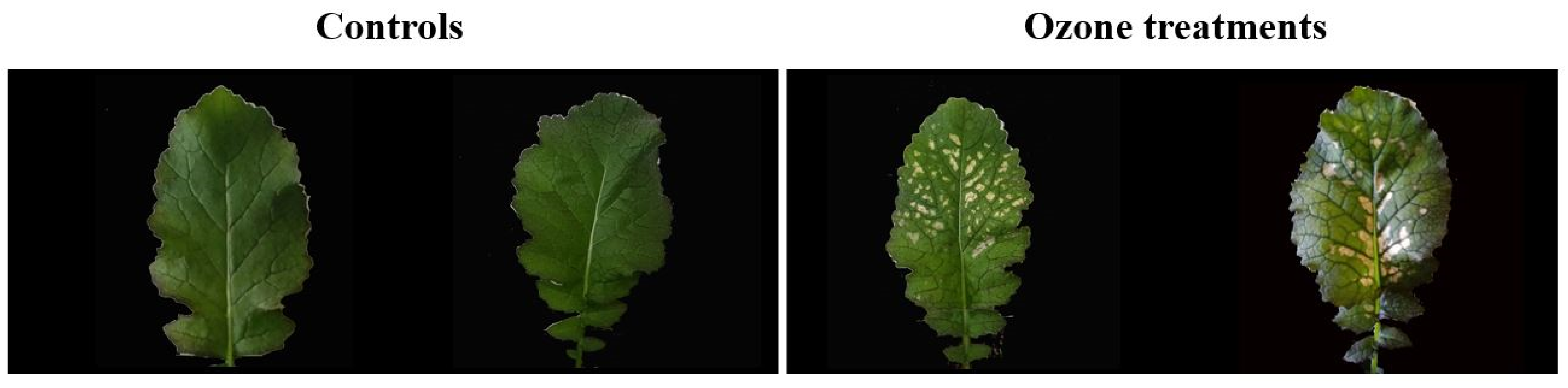 Horticulturae 08 00211 g003