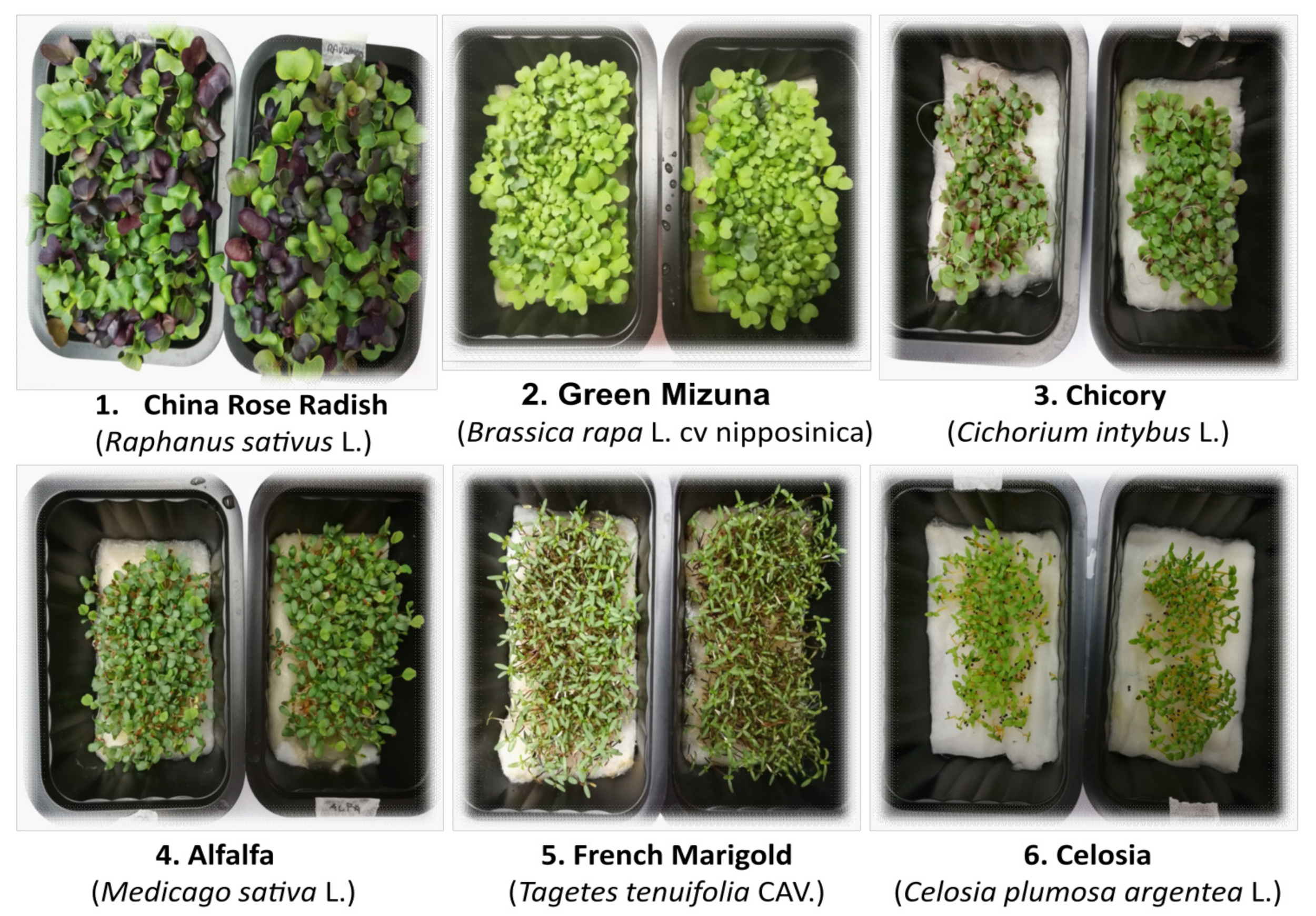 Horticulturae | Free Full-Text | The Inclusion of Green in a Red and Blue Light Background Impact the Growth Functional Quality of and Flower Microgreen Species