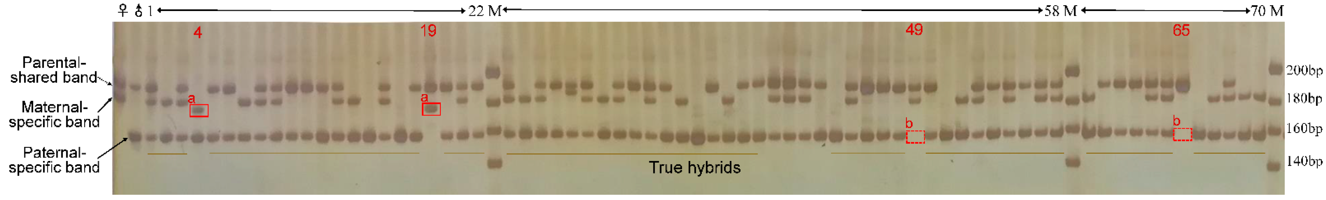 Horticulturae 08 00222 g004 550