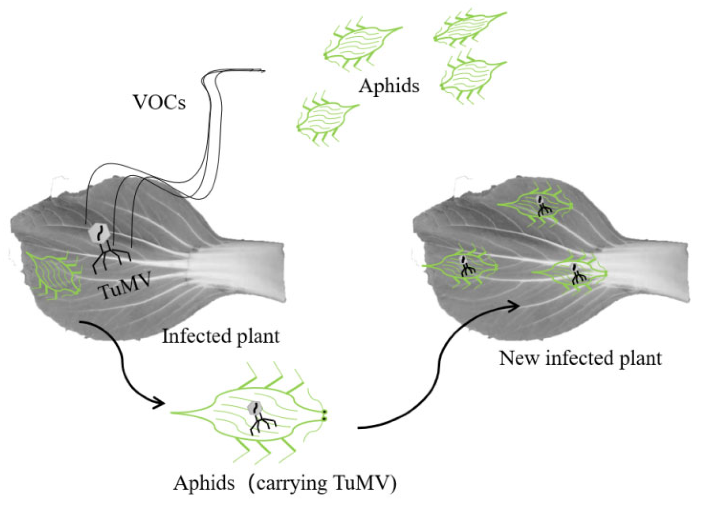 Horticulturae 08 00247 g001 Horticulturae 08 00247 g001