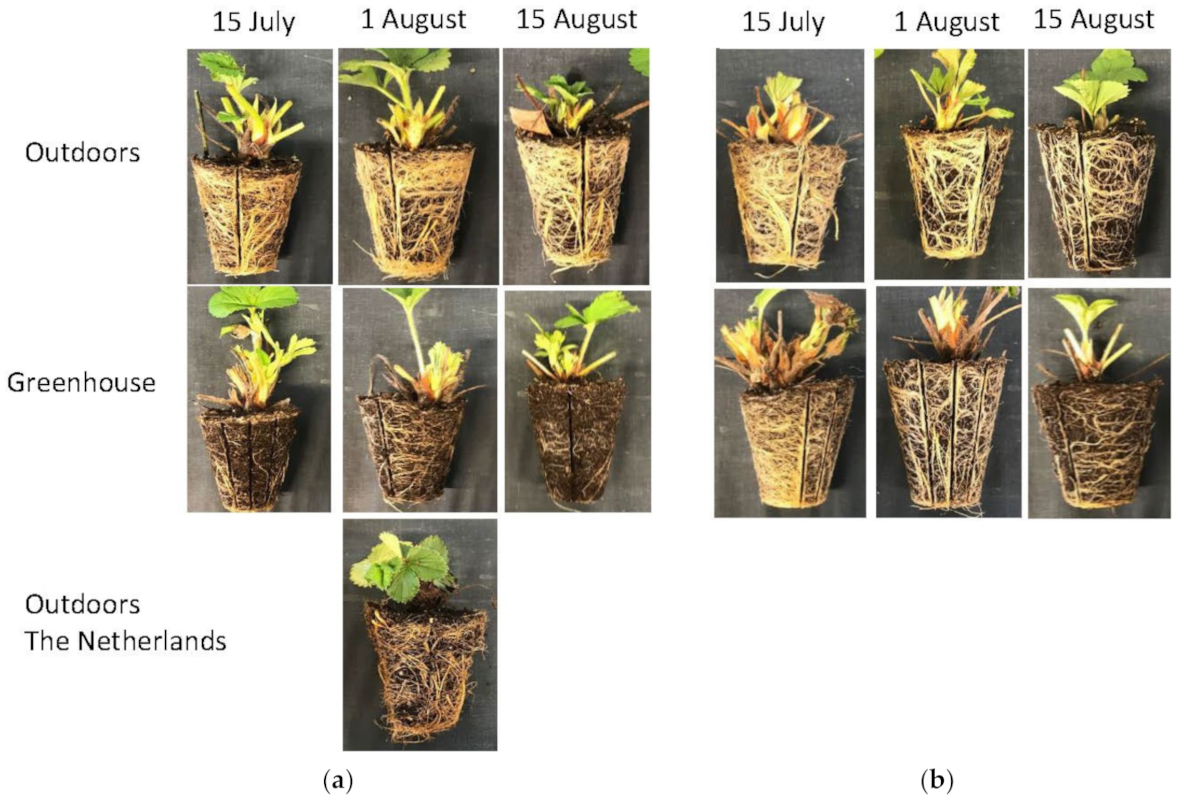 Horticulturae 08 00249 g002 550