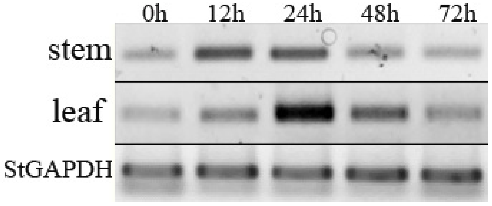 Horticulturae 08 00252 g005