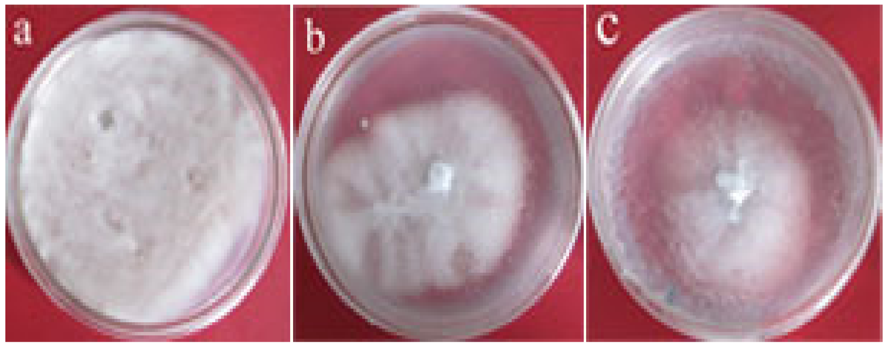 Horticulturae 08 00252 g007