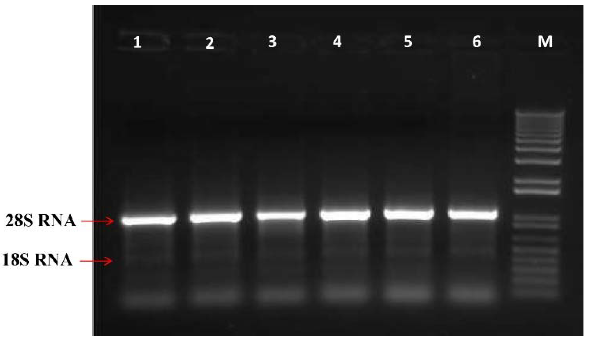 Horticulturae 08 00257 g002