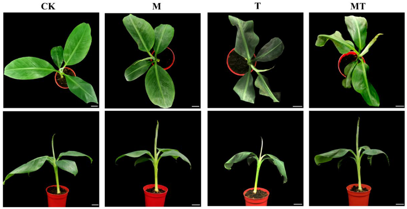Horticulturae 08 00260 g002