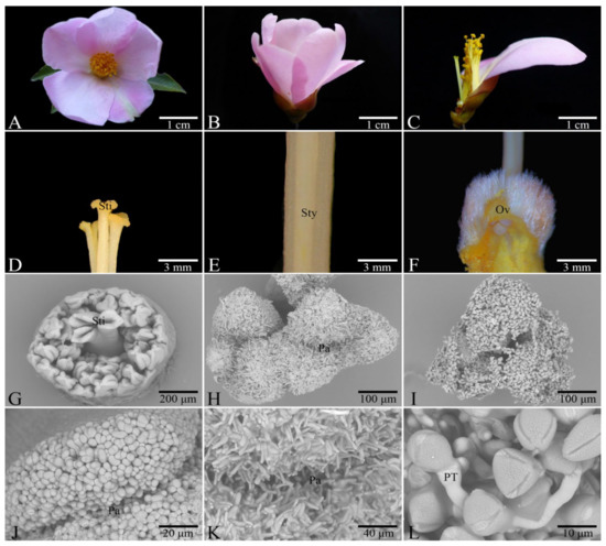 Self-Incompatibility of Camellia weiningensis Y.K. Li.